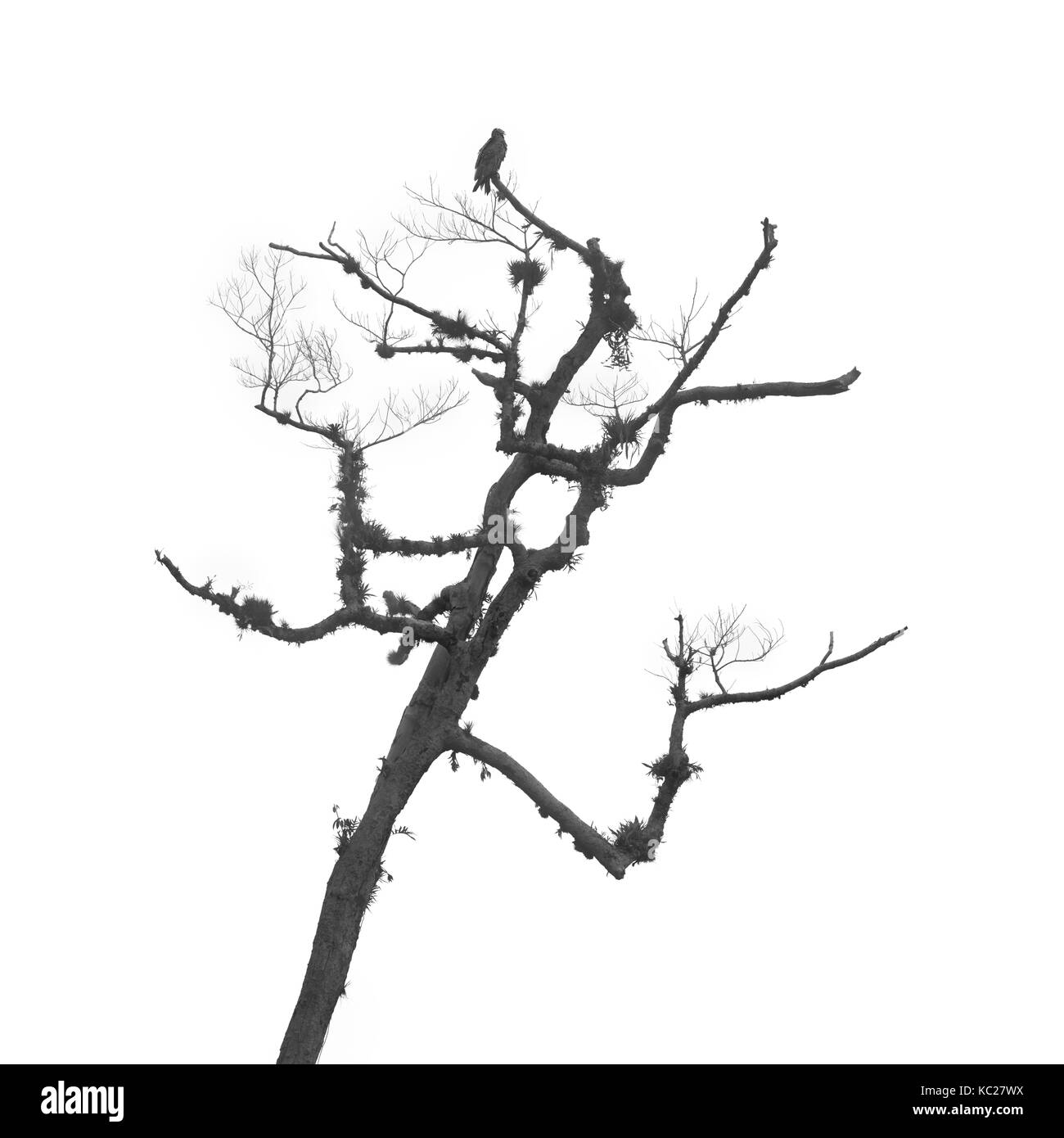 Urubu perchée sur twisted tree jungle contre ciel nuageux fond blanc Banque D'Images Urubu perchée sur twisted tree jungle contre ciel nuageux fond blanc Banque D'Images