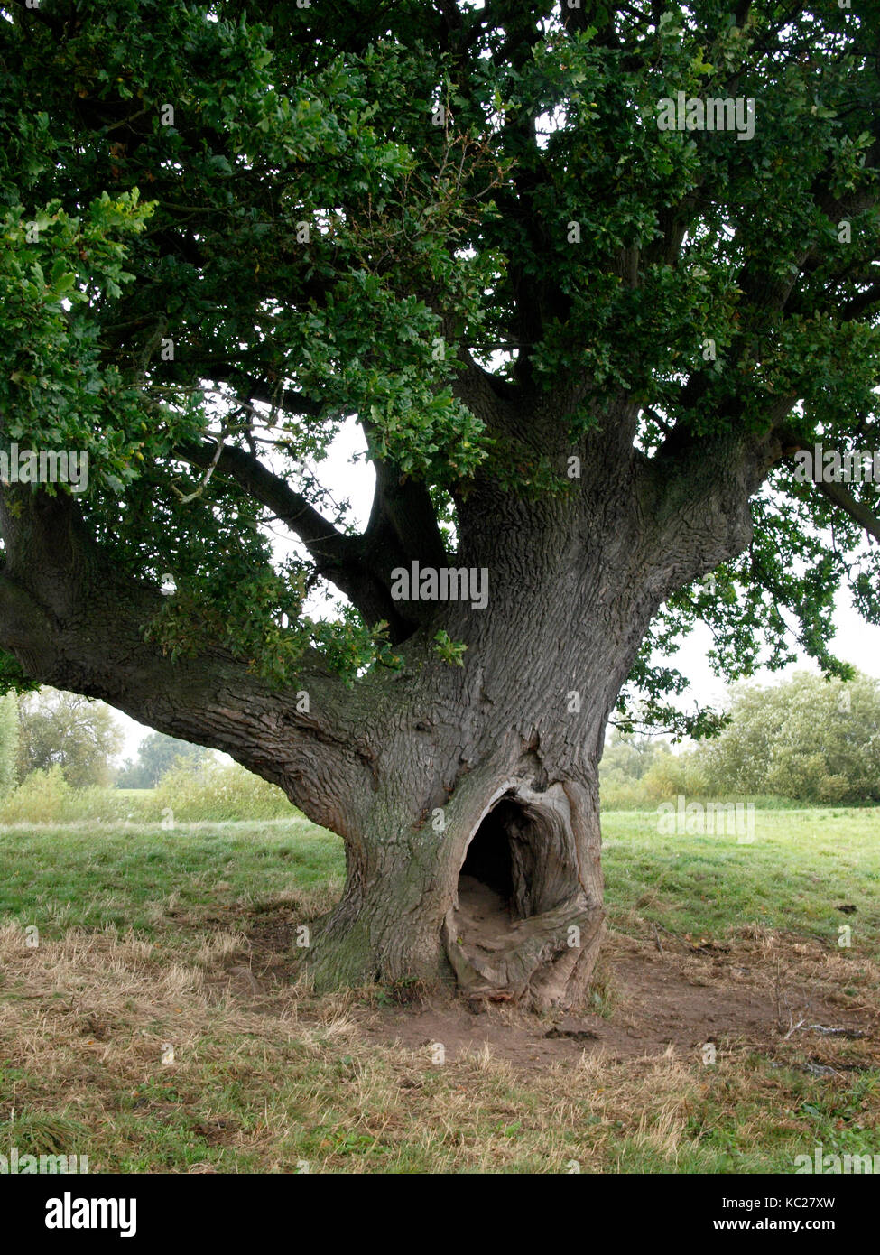 Grand trou dans le tronc d'un grand chêne, uk Banque D'Images