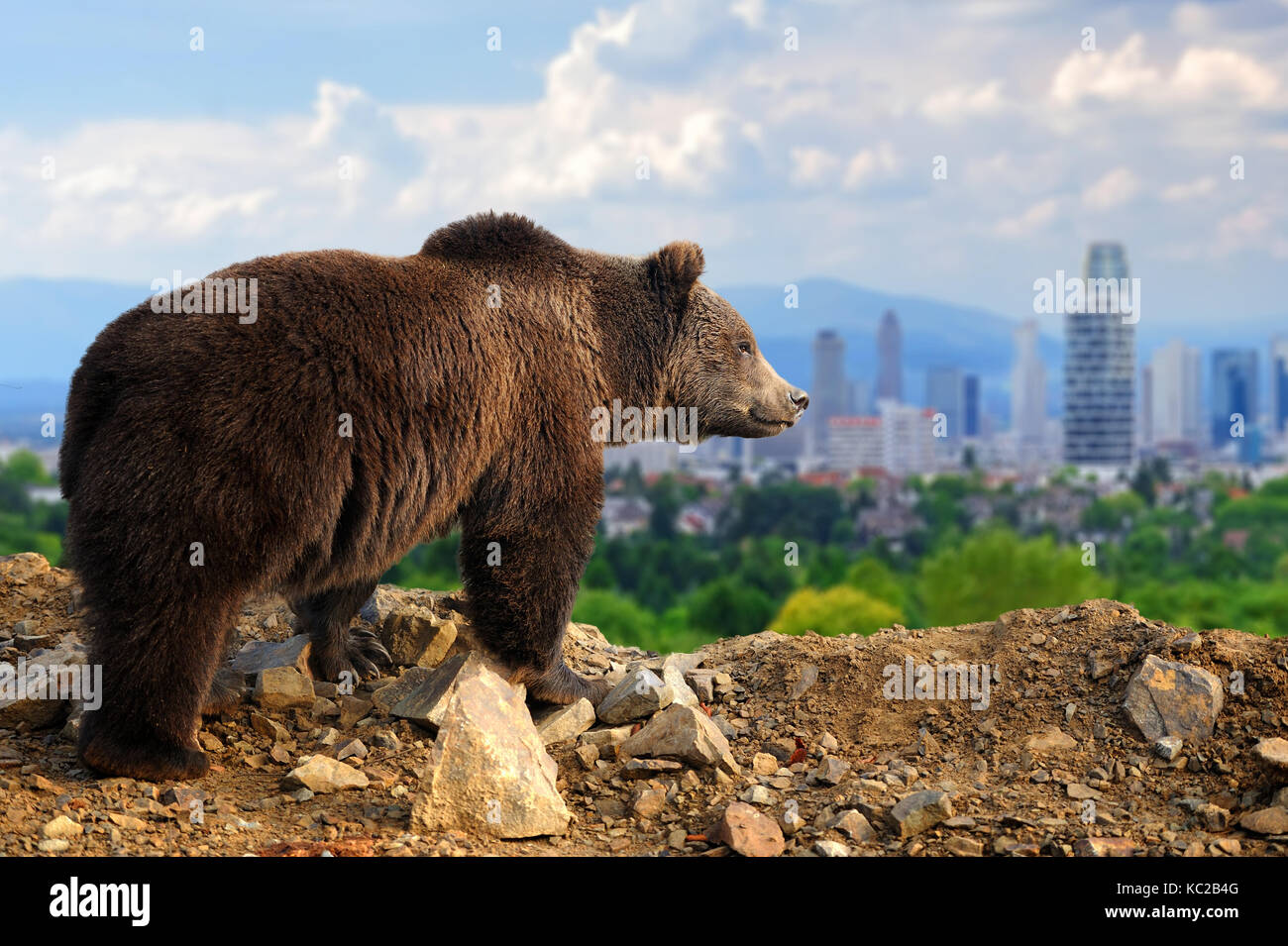 Vue panoramique à partir d'un seul ours avec la ville de sur l'arrière-plan Banque D'Images