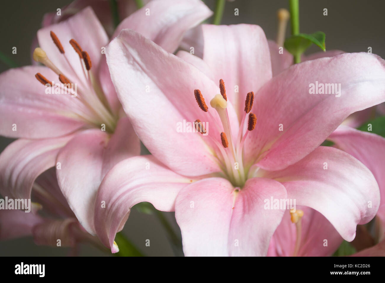 Lilium lys rose ou des fleurs sur fond sombre Banque D'Images