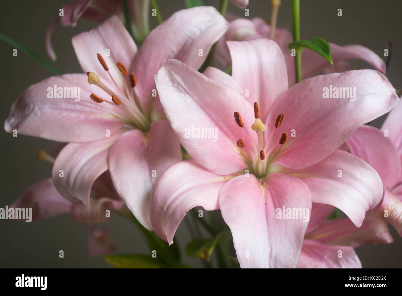 Lilium lys rose ou des fleurs sur fond sombre Banque D'Images