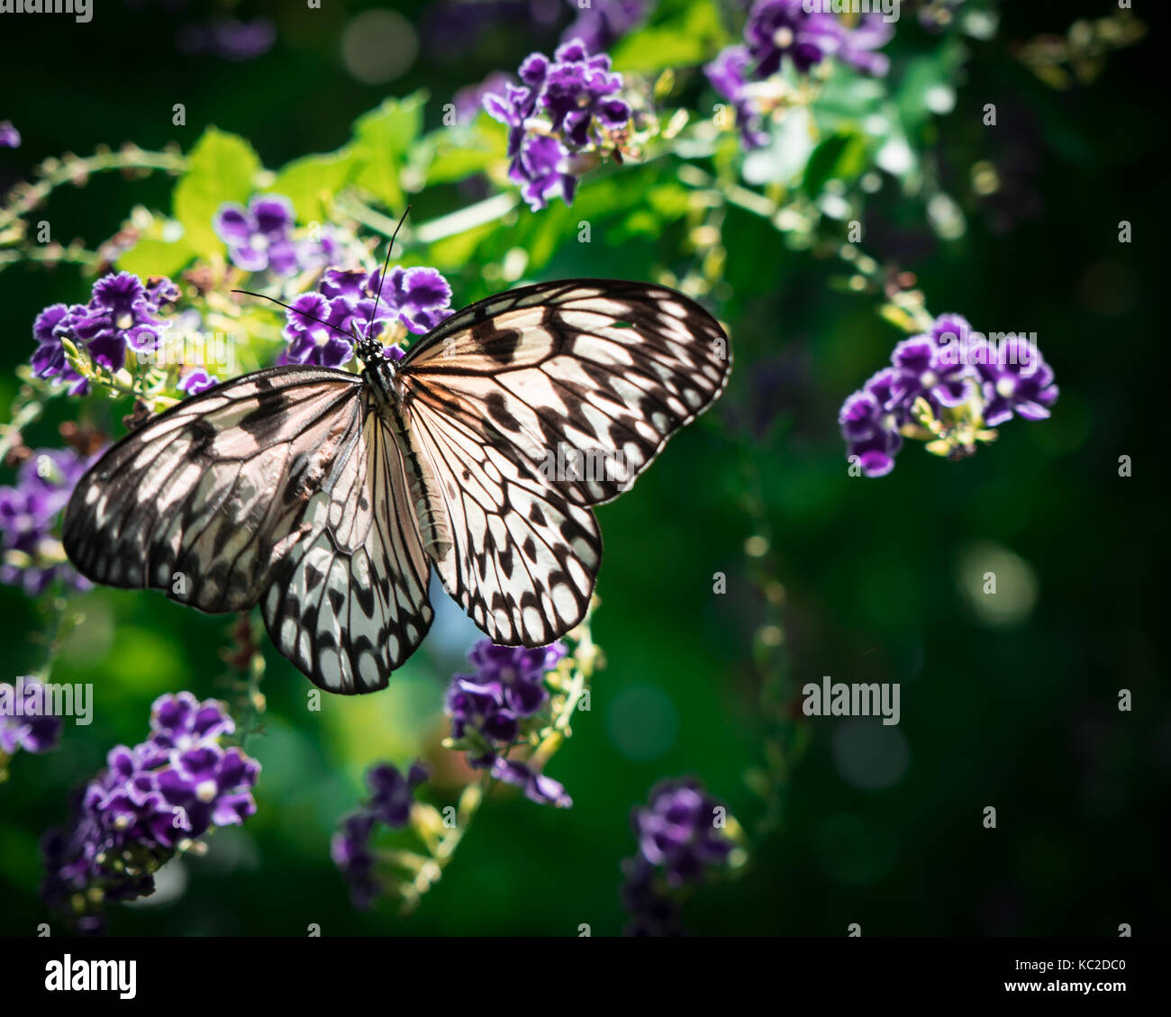 Papillon avec ailes crème ouvert se trouvant sur la pendaison fleurs violettes avec fond vert sombre et beau bokeh flou l'arrière-plan. Banque D'Images