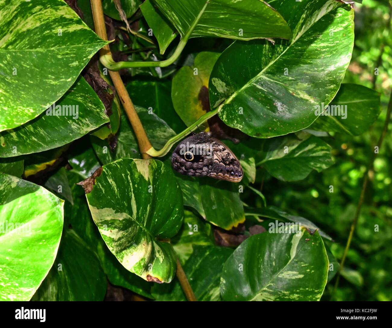 Beau papillon Hibou géant (caligo eurilochus) dans l'habitat naturel Banque D'Images