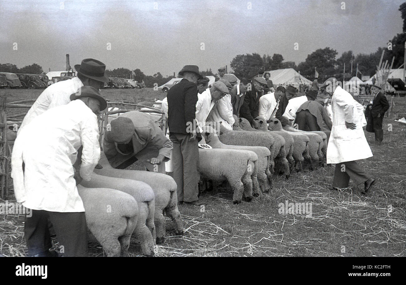 Années 1960, historiques, des intendants en blouse blanche tenir l'élevage (ovins) pour les juges d'inspecter au comté de Bucks Show, Bucks, England, UK. Banque D'Images
