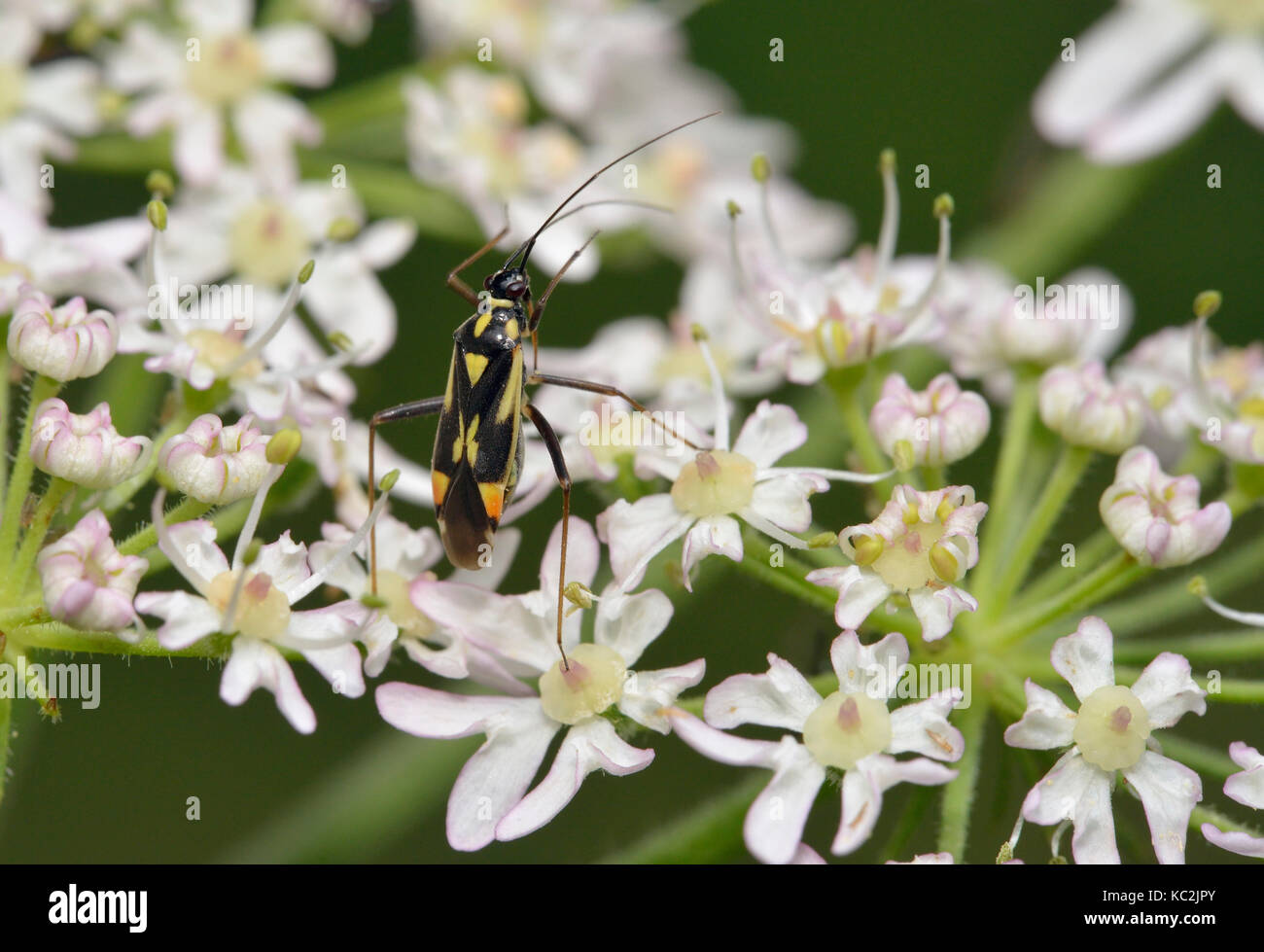 Une plante bug - grypocoris stysi sur umbellifer flower Banque D'Images