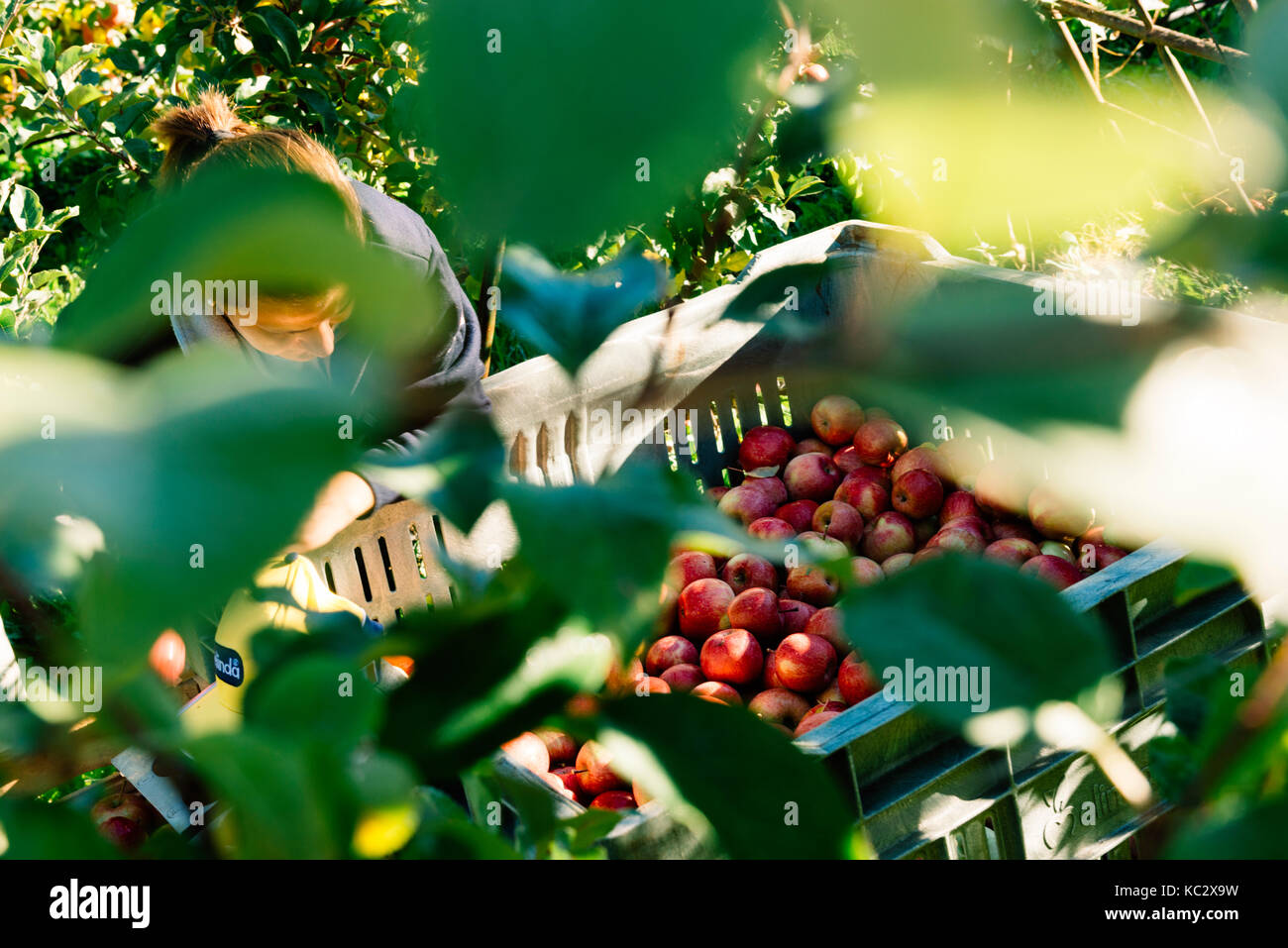 L'Europe, Italie, trentino tyrol du Sud, la vallée de non. Une agricultrice sélectionne les pommes fuji. Banque D'Images