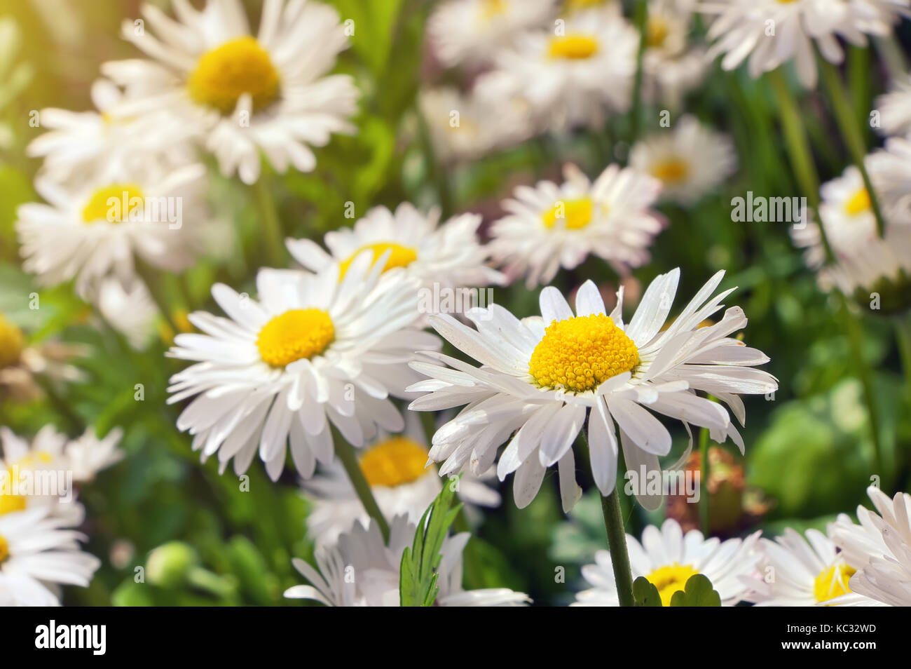 Floraison floraison de fleurs de Camomille Camomille. Banque D'Images