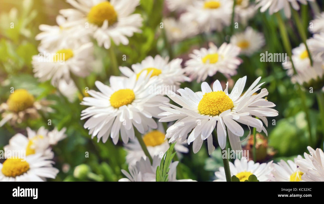 Floraison floraison de fleurs de Camomille Camomille. Banque D'Images