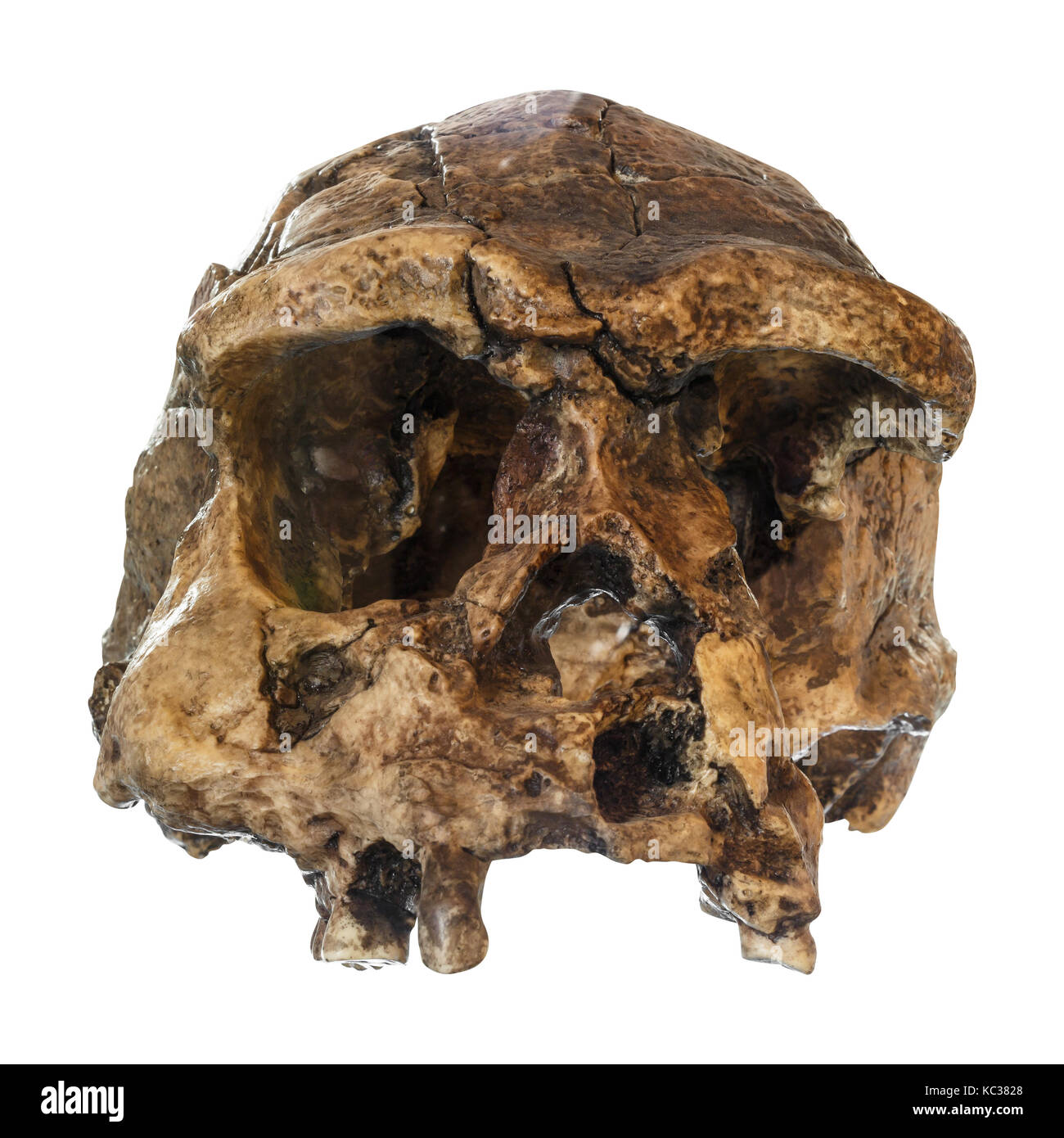 L'homo erectus crâne ( vue de face ) . découvert en 1969 à sangiran , Java , Indonésie . du à 1 millions d'années . Banque D'Images