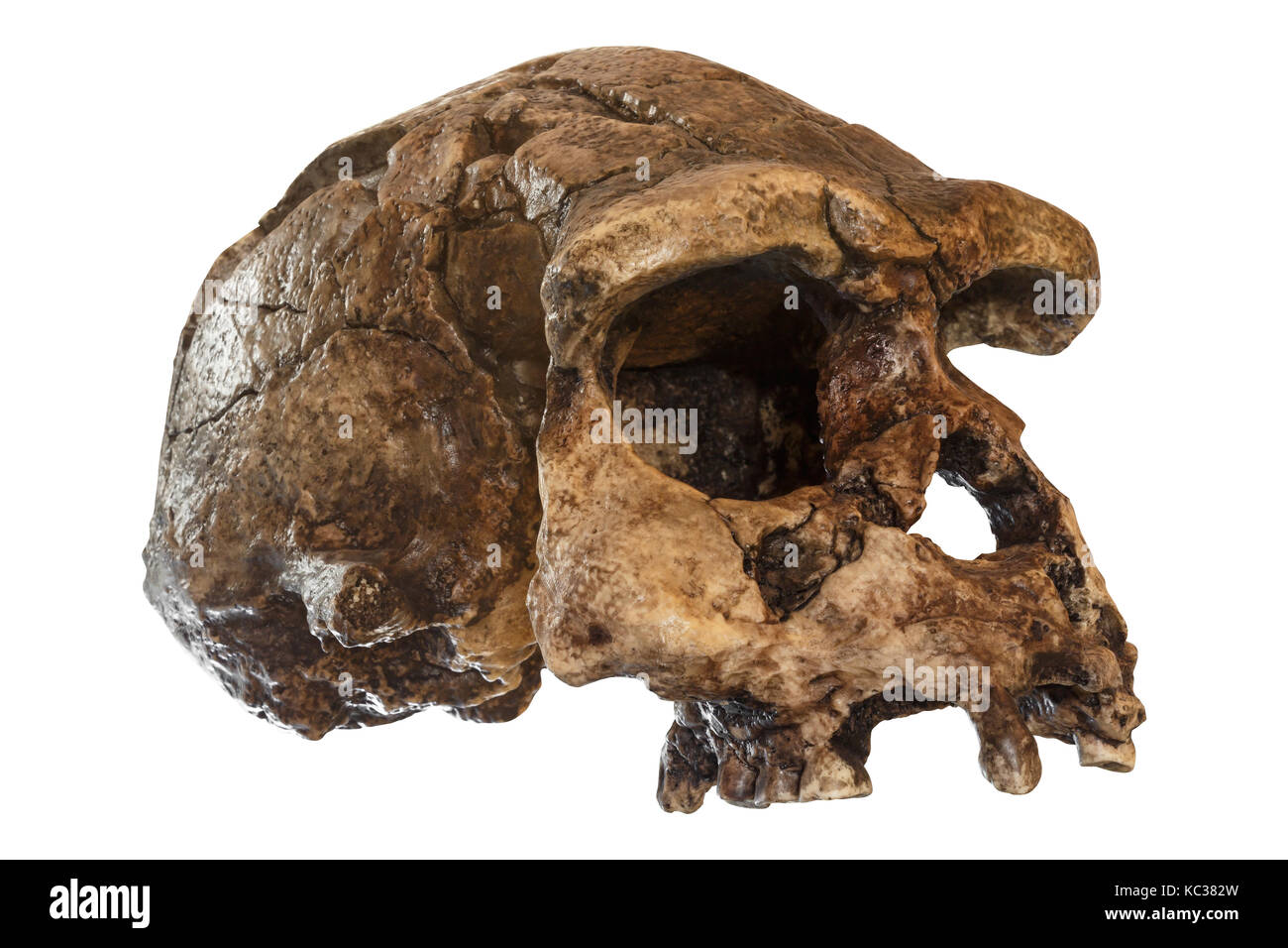 L'homo erectus crâne ( vue oblique ) . découvert en 1969 à sangiran , Java , Indonésie . du à 1 millions d'années . Banque D'Images