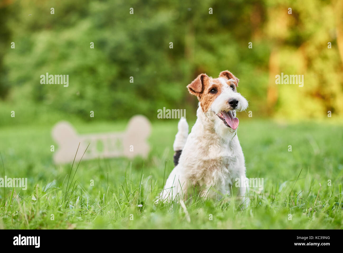 Heureux adorable fox terrier chien dans le parc 2018 Nouvelle année greetin Banque D'Images