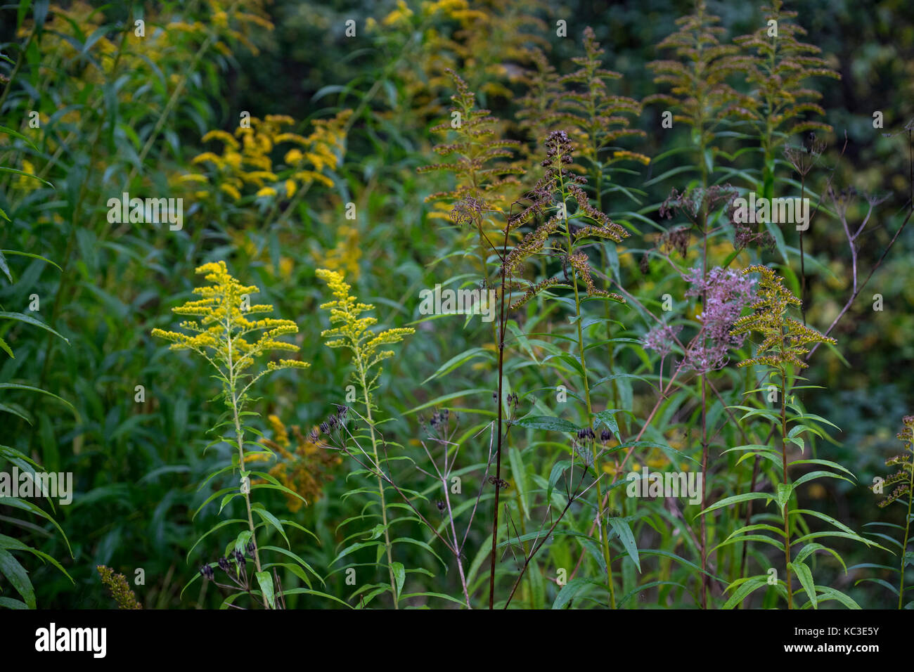 Fleurs en automne Banque D'Images