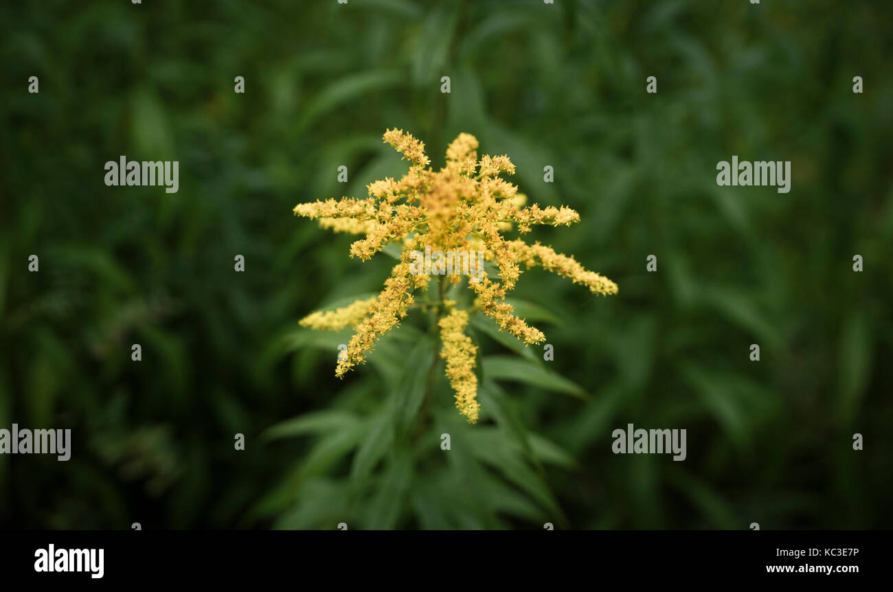 Gros plan de fleur de Goldenrod Banque D'Images