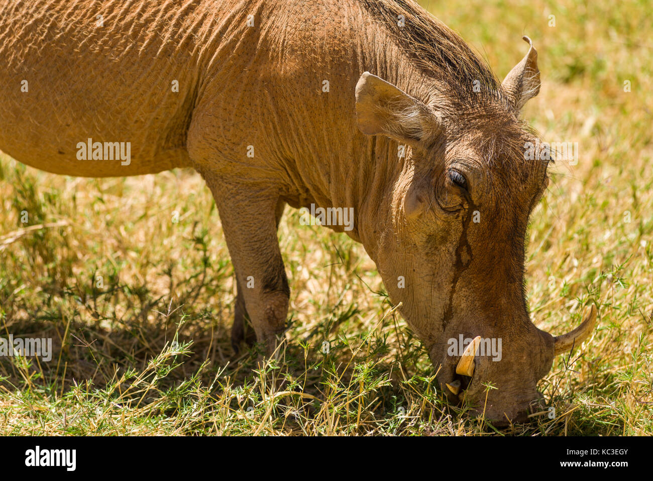 Homme phacochère (Phacochoerus) dans l'herbe de la savane ouverte, Samburu Jeu National Park Reserve, Kenya, Afrique de l'Est Banque D'Images