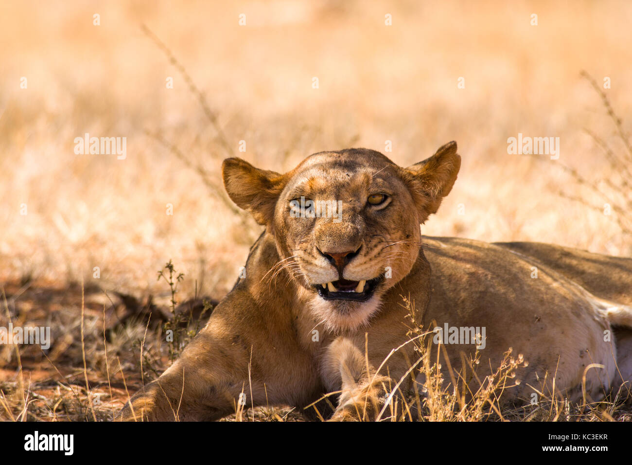Lioness (Panthera leo) reposant dans l'ombre, le Parc National de Samburu Game Reserve, Kenya, Afrique de l'Est Banque D'Images