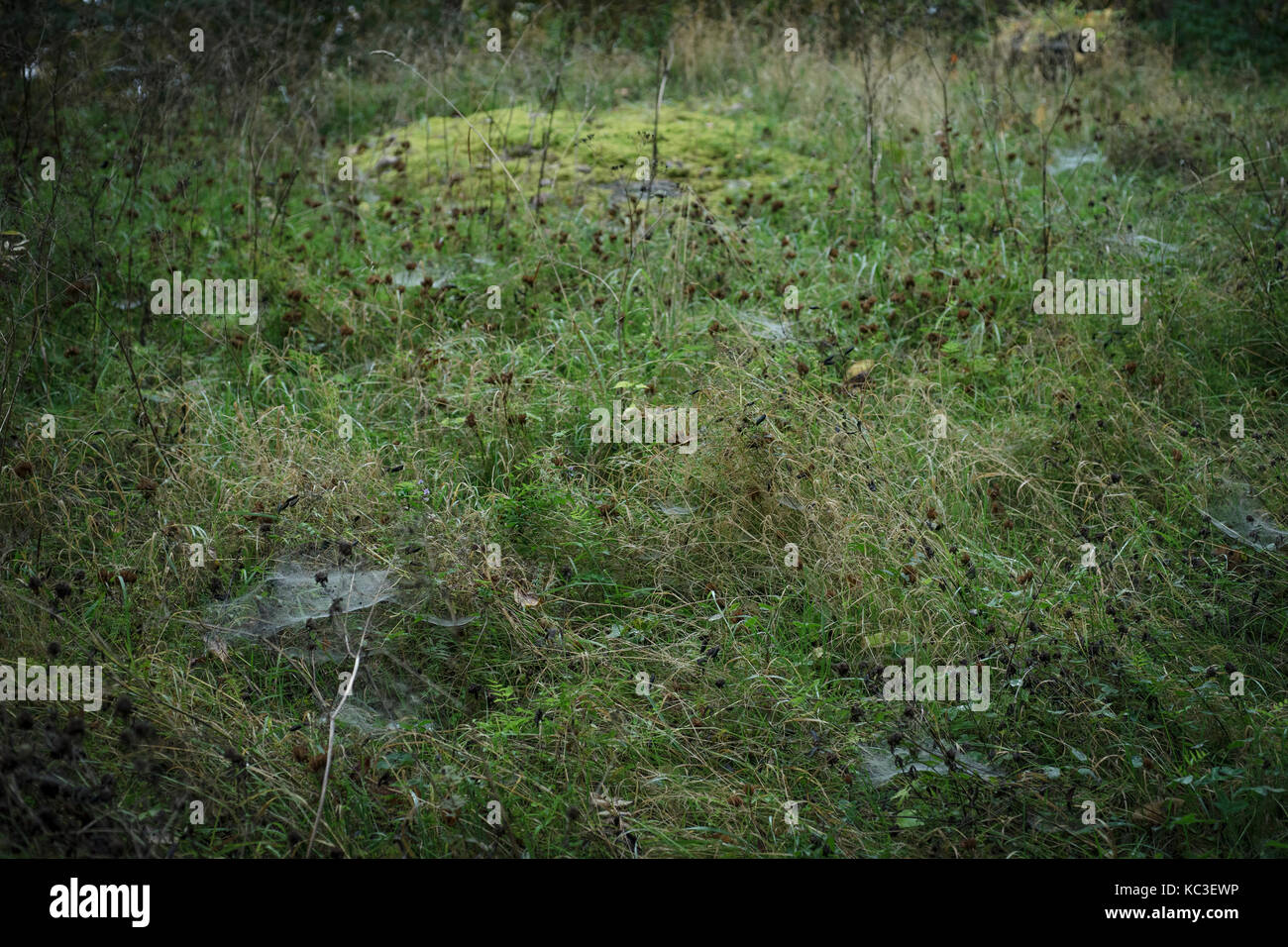 Cobwebb sur l'herbe Banque D'Images