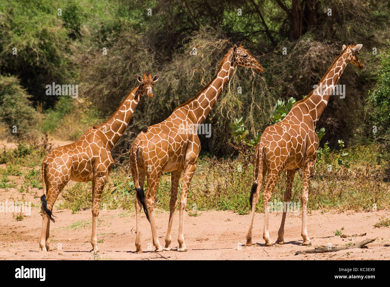 Giraffe réticulée (Giraffa camelopardalis reticulata), Samburu Jeu National Park Reserve, Kenya, Afrique de l'Est Banque D'Images