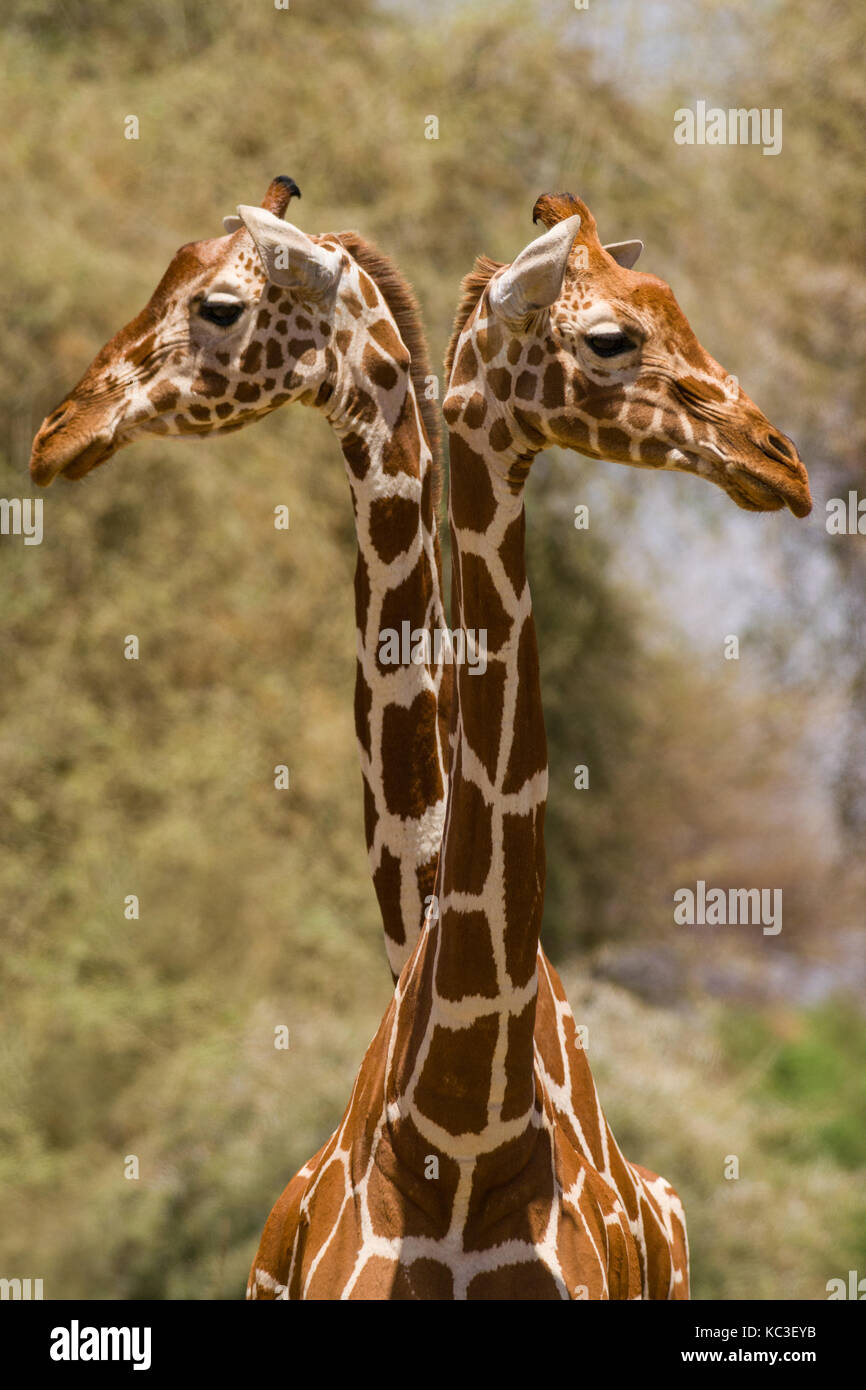 Giraffe réticulée (Giraffa camelopardalis reticulata), Samburu Jeu National Park Reserve, Kenya, Afrique de l'Est Banque D'Images