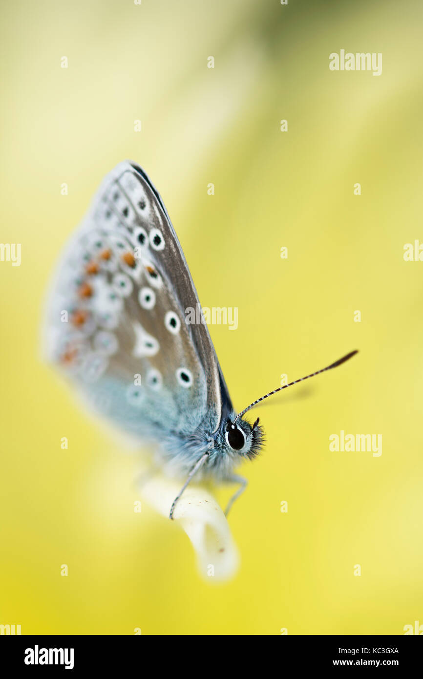 Papillon bleu commun (icarus) polommatus Banque D'Images