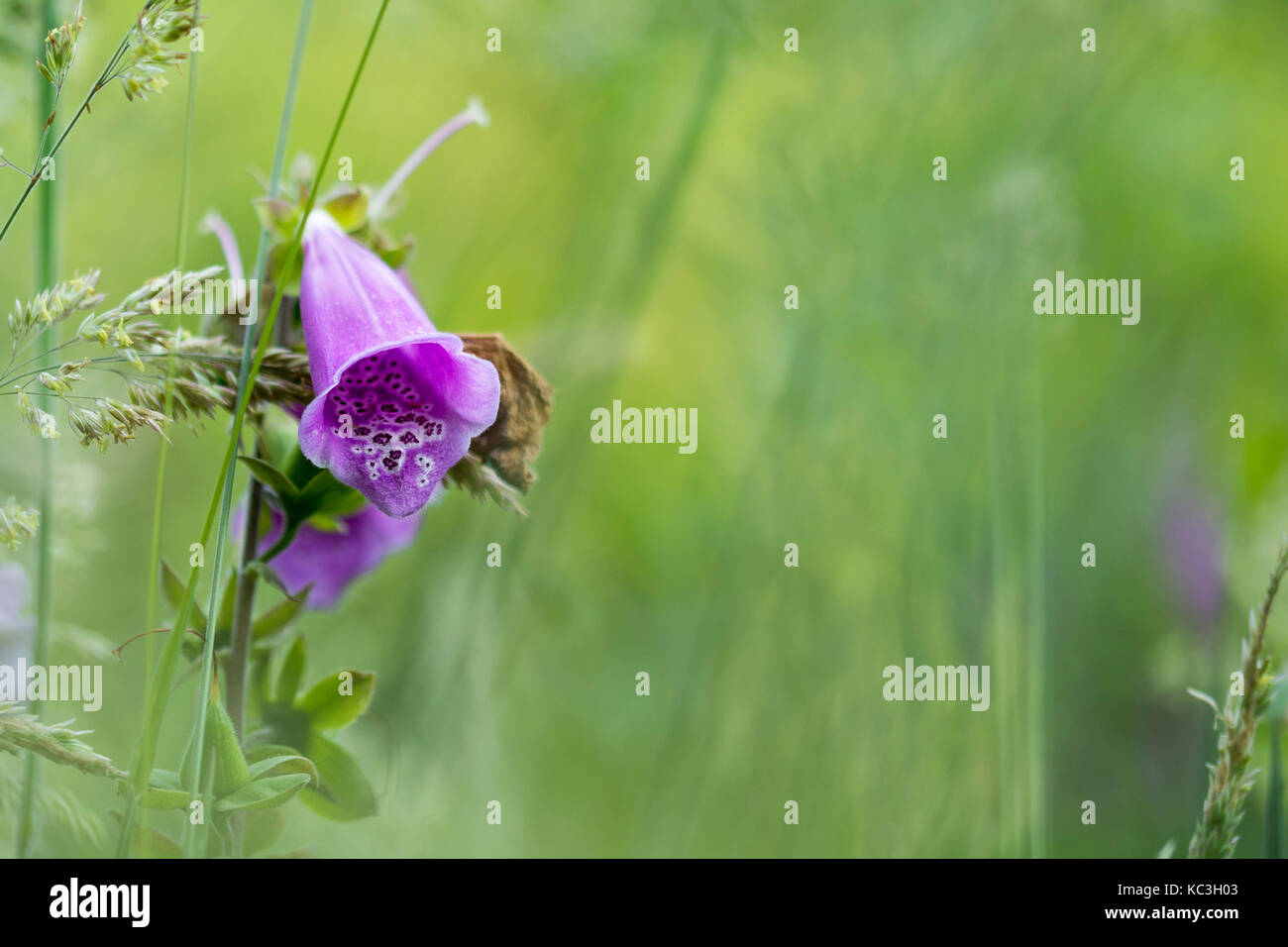 Gros plan des fleurs Digitalis purpurea. Banque D'Images