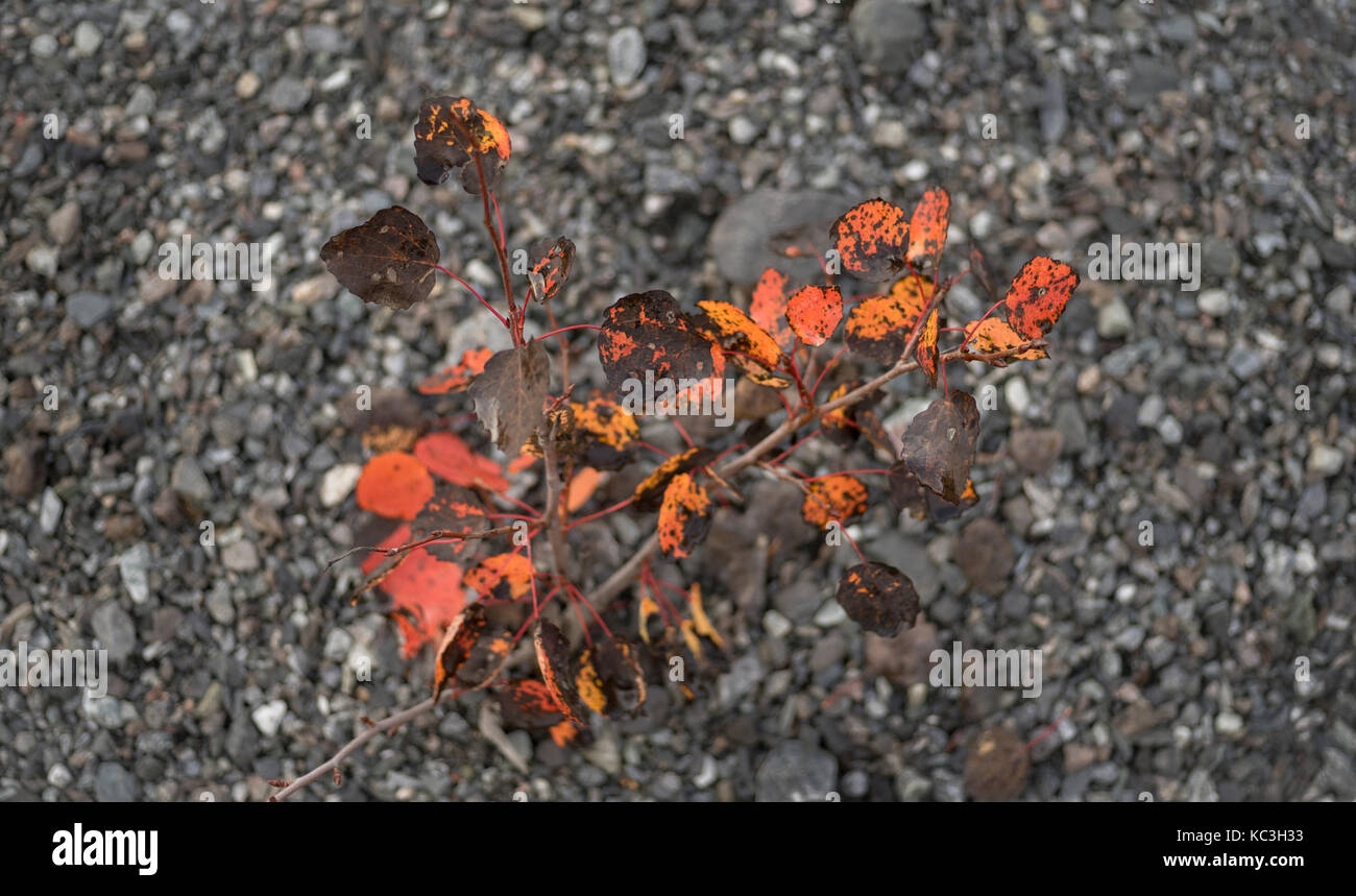 Twig avec feuilles rouges Banque D'Images