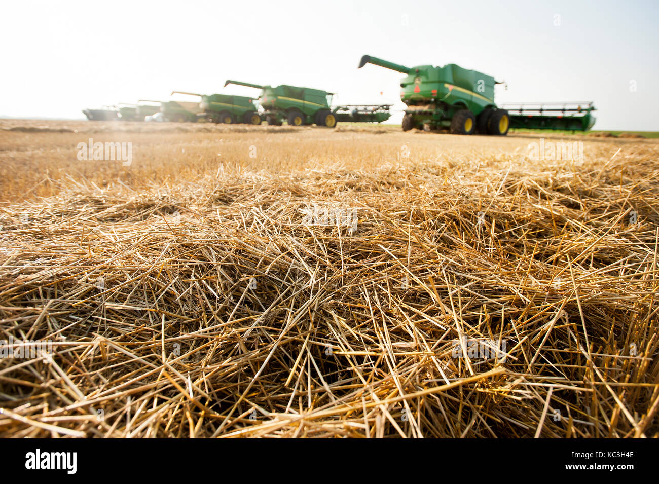 Une rangée de John Deer stand combine dans un champ de blé fraîchement récolté au Dakota du Nord Banque D'Images