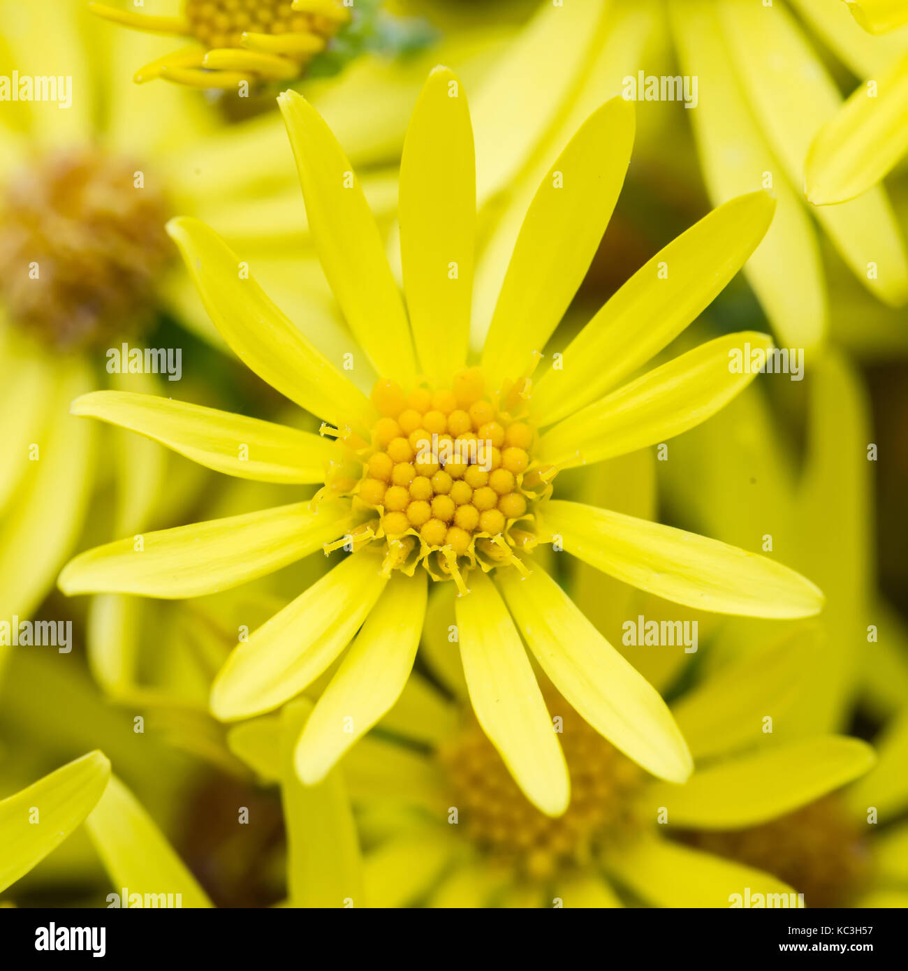 Flèche jaune fleur feuille Banque D'Images