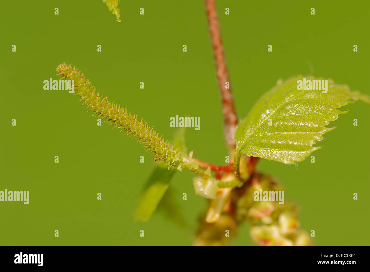 Le bouleau verruqueux, femme blossom, Rhénanie du Nord-Westphalie, Allemagne / (Betula pendula, Betula alba, Betula verrucosa) | Haengebirke, weibliche Bluete Banque D'Images