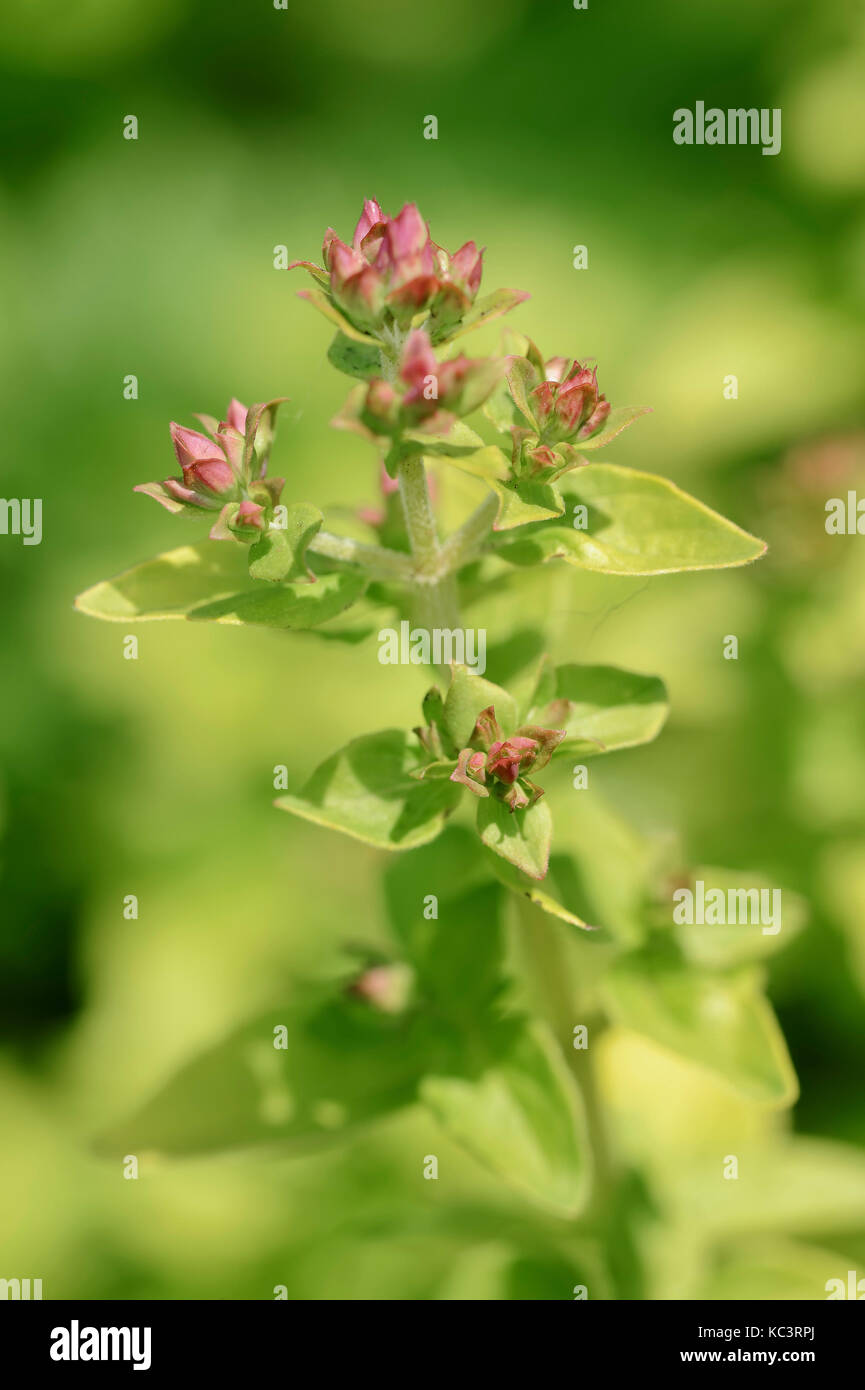 / Majoram (Origanum vulgare ssp. viride) | origan / (Origanum vulgare ssp. viride) Banque D'Images