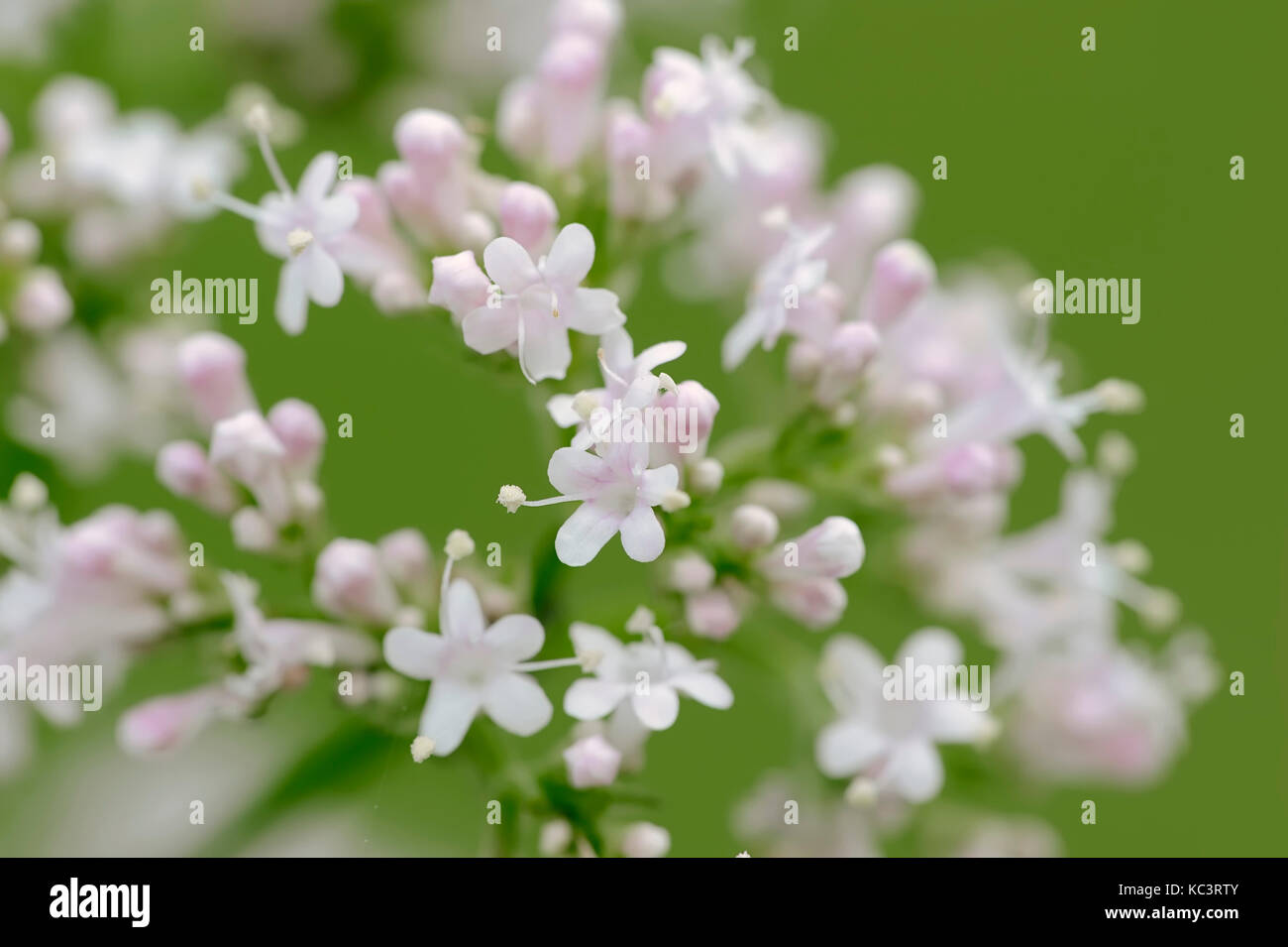 La valériane commune, Rhénanie du Nord-Westphalie, Allemagne / (Valeriana officinalis) | Arznei-Baldrian, Nordrhein-Westfalen, Deutschland Banque D'Images