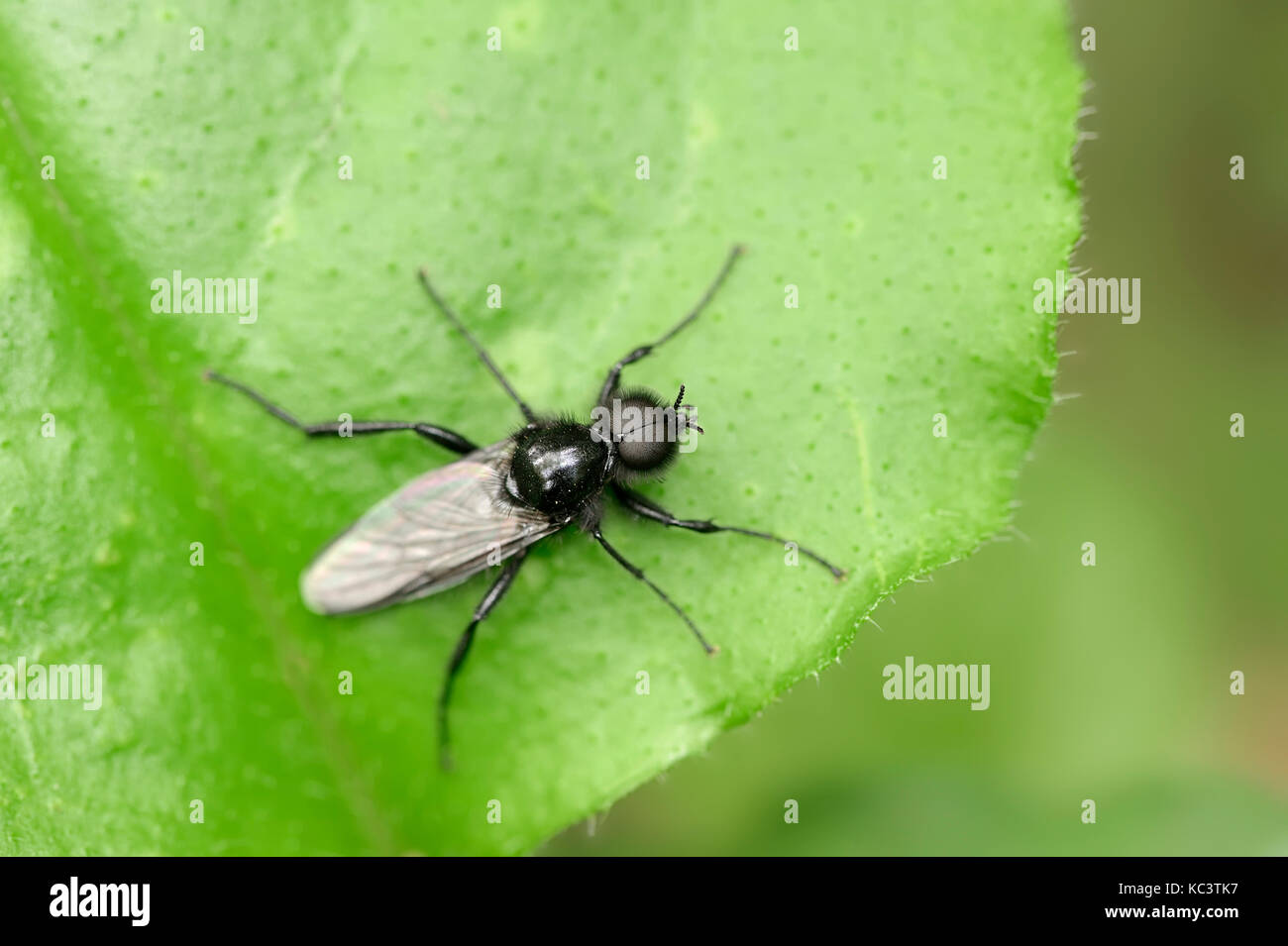 La Fly, homme, Rhénanie du Nord-Westphalie, Allemagne / (Bibio marci) | Maerzfliege, maennlich, Nordrhein-Westfalen, Deutschland Banque D'Images