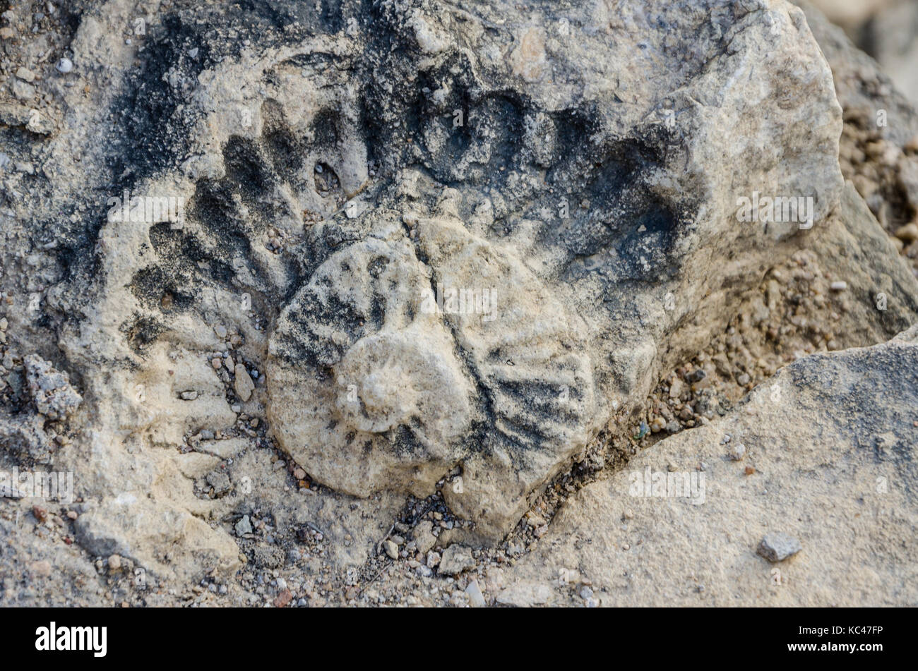 Coquille fossilisée du néolithique jusqu'à la construction de Fort portugais, Lobito, Angola, Afrique du Sud Banque D'Images
