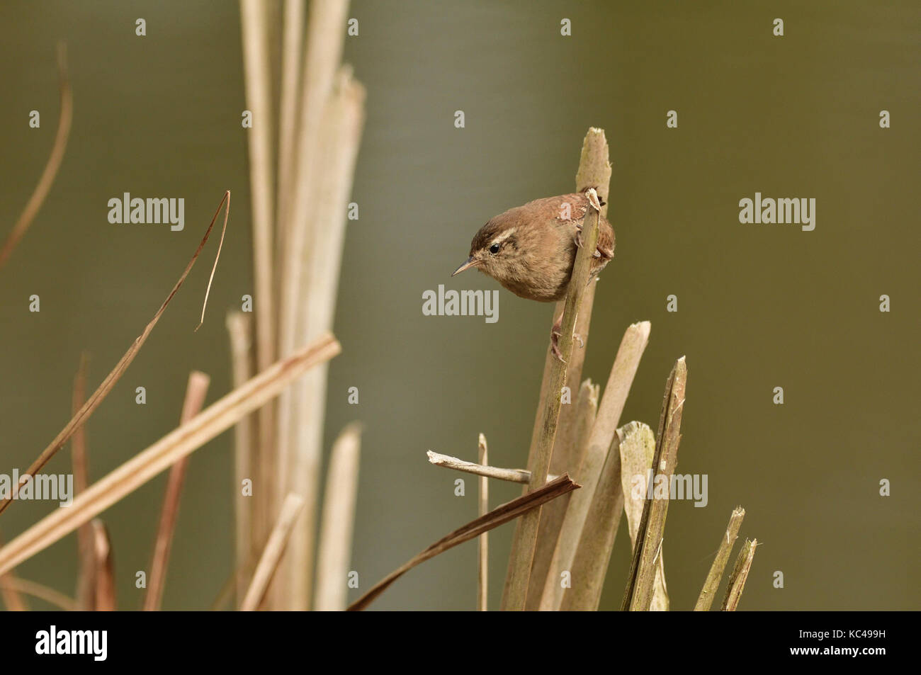 Le Troglodyte mignon (Troglodytes troglodytes) perché sur une tige de roseau dans une roselière Warwickshire au Royaume-Uni. Banque D'Images