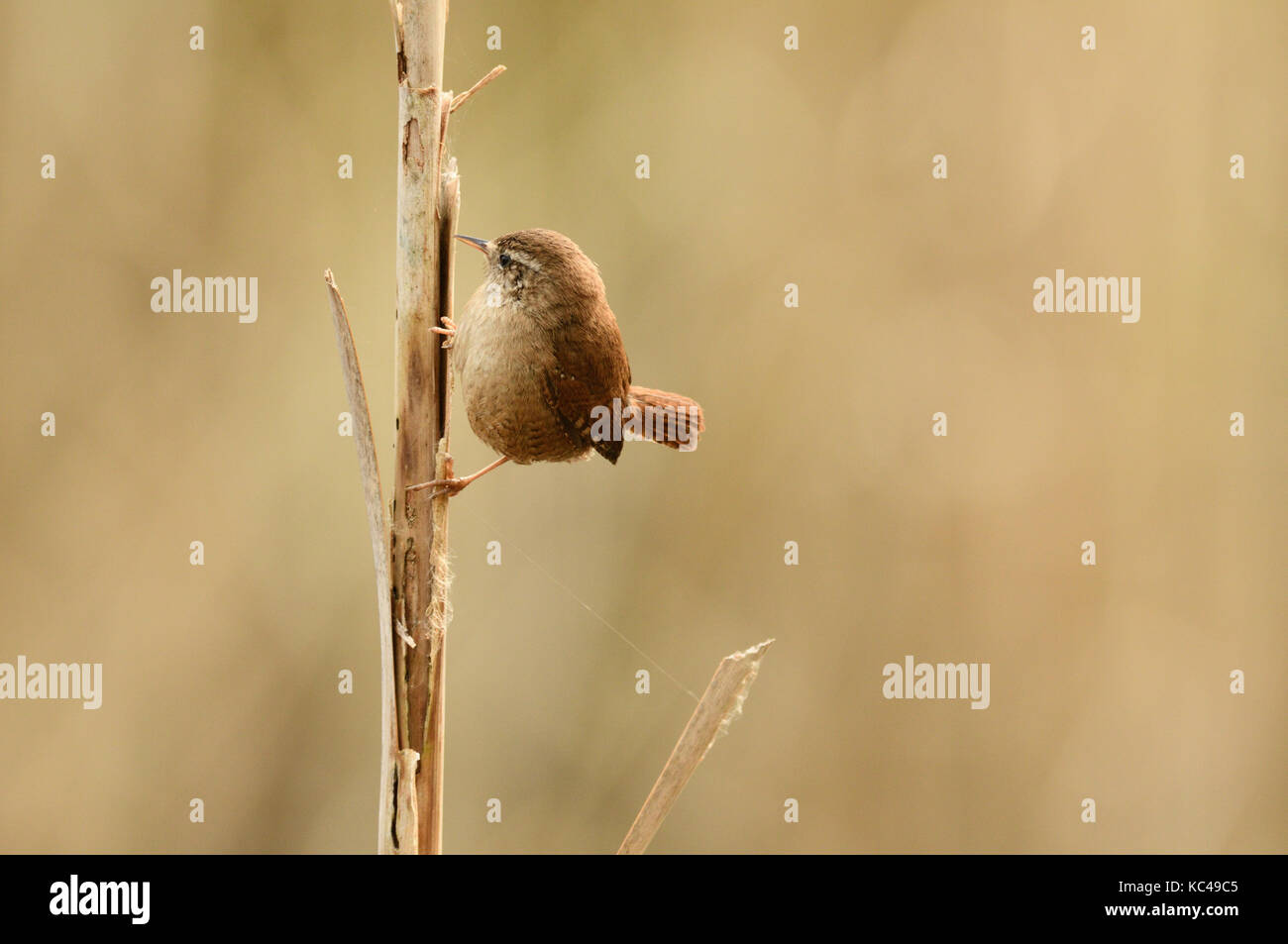 Le Troglodyte mignon (Troglodytes troglodytes) perché sur une tige de roseau dans une roselière Warwickshire au Royaume-Uni. Banque D'Images