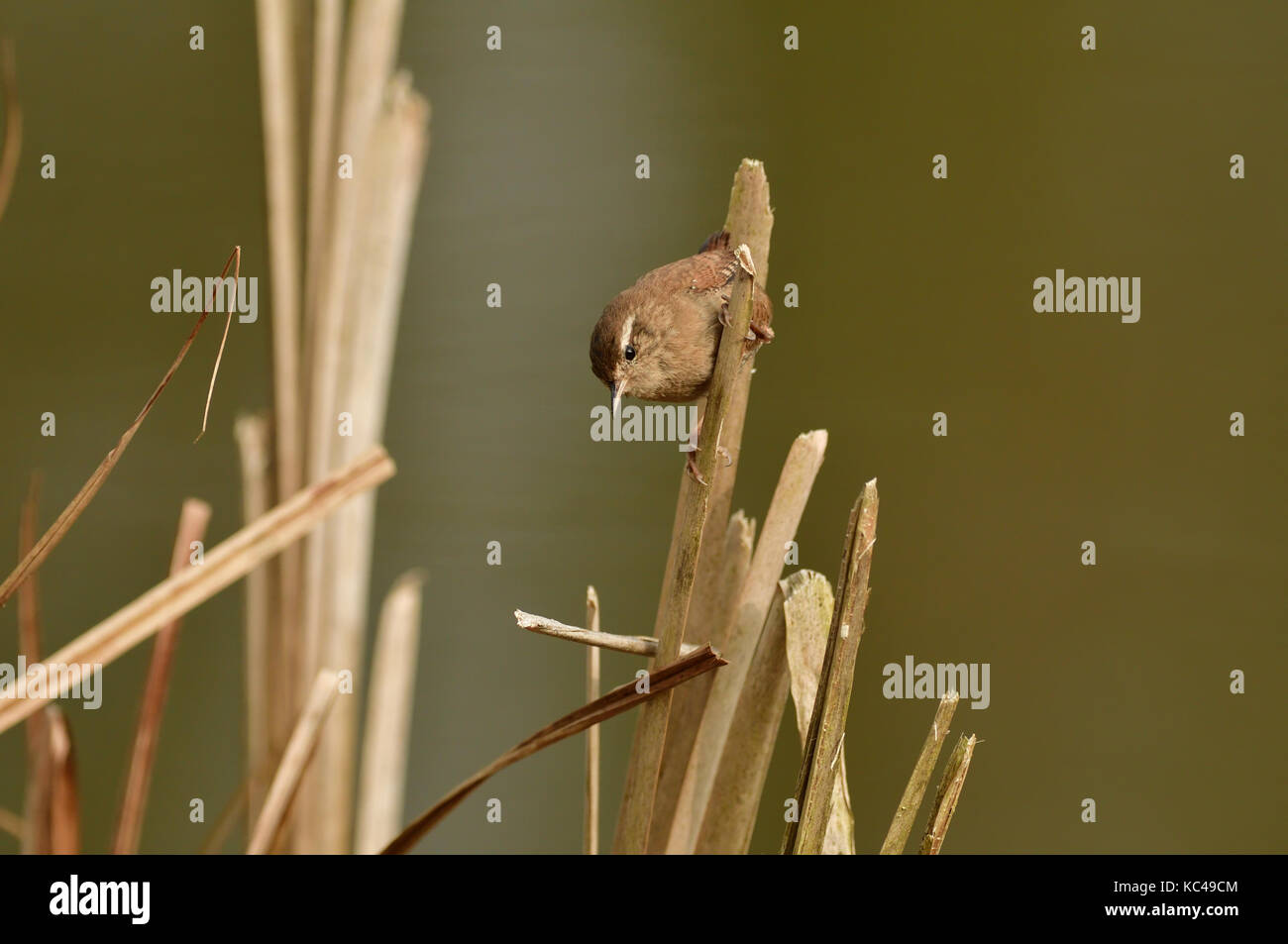 Le Troglodyte mignon (Troglodytes troglodytes) perché sur une tige de roseau dans une roselière Warwickshire au Royaume-Uni. Banque D'Images