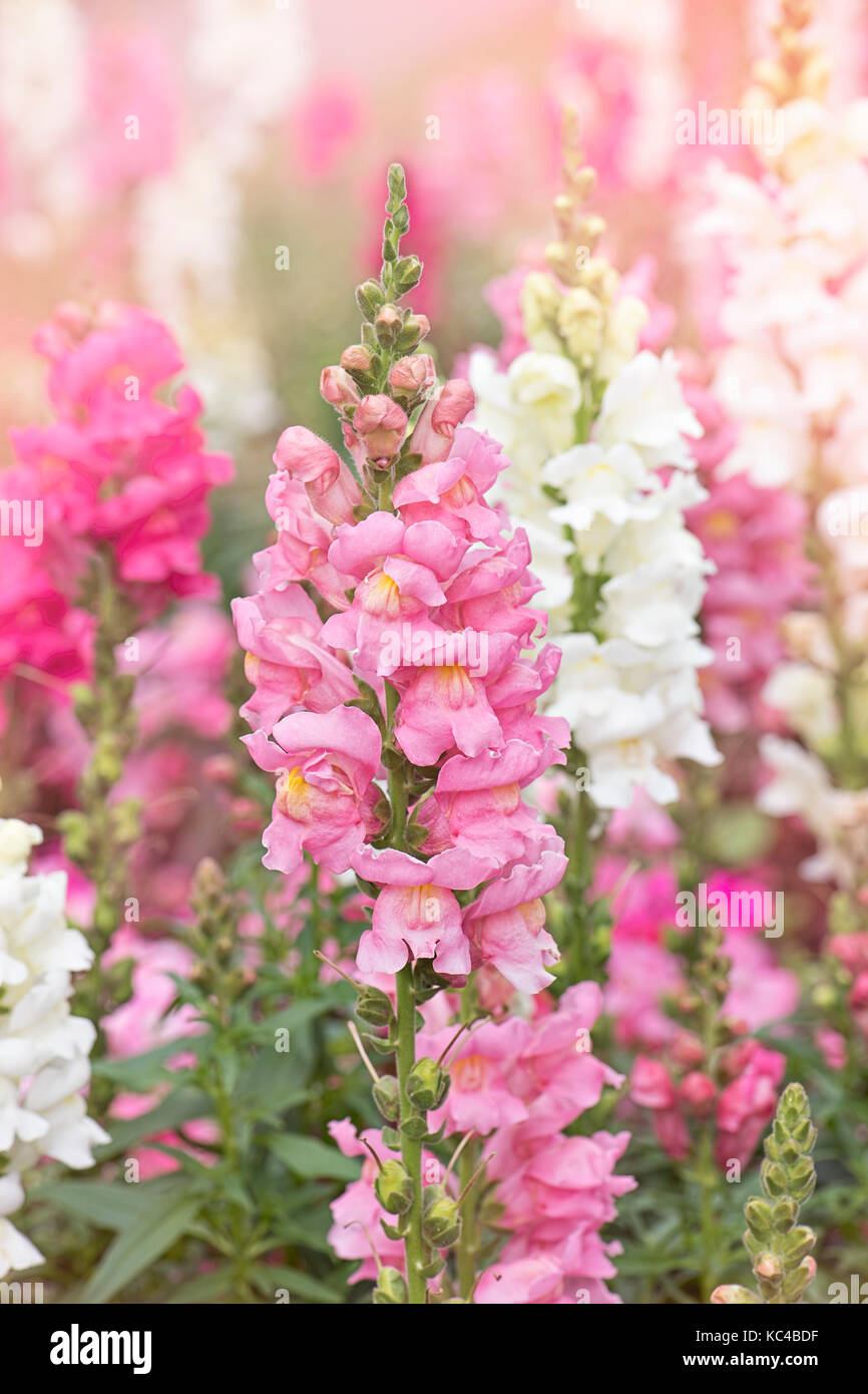 Belle et colorée de fleurs snapdragon fleurissent en été également connu comme antirrhinums. Banque D'Images