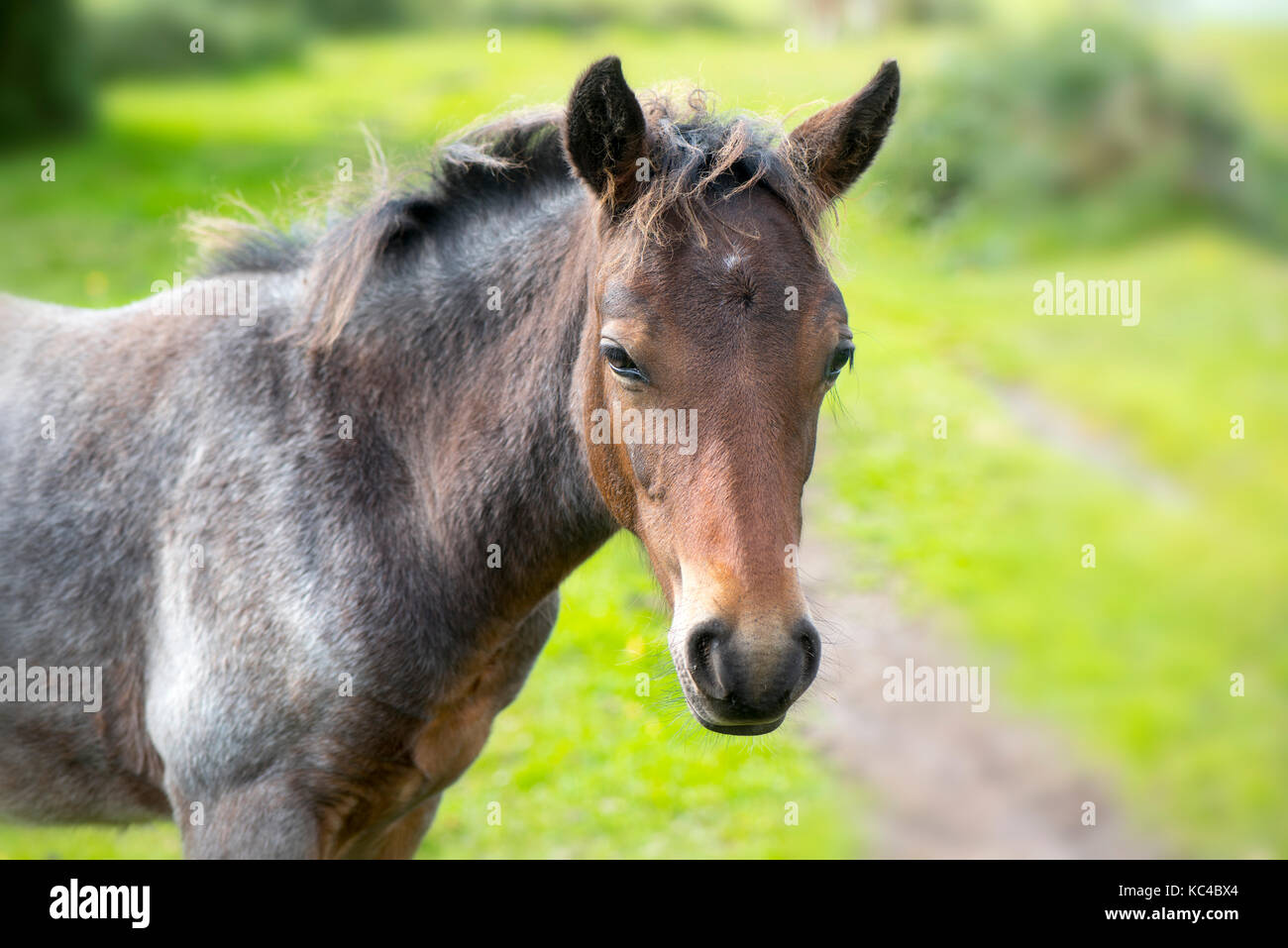 Poneys new forest Banque D'Images