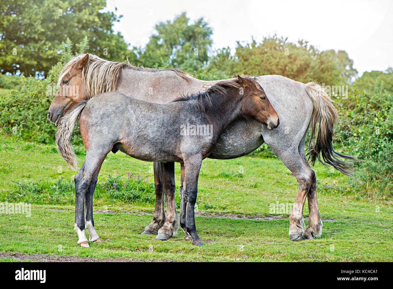 Poneys new forest Banque D'Images