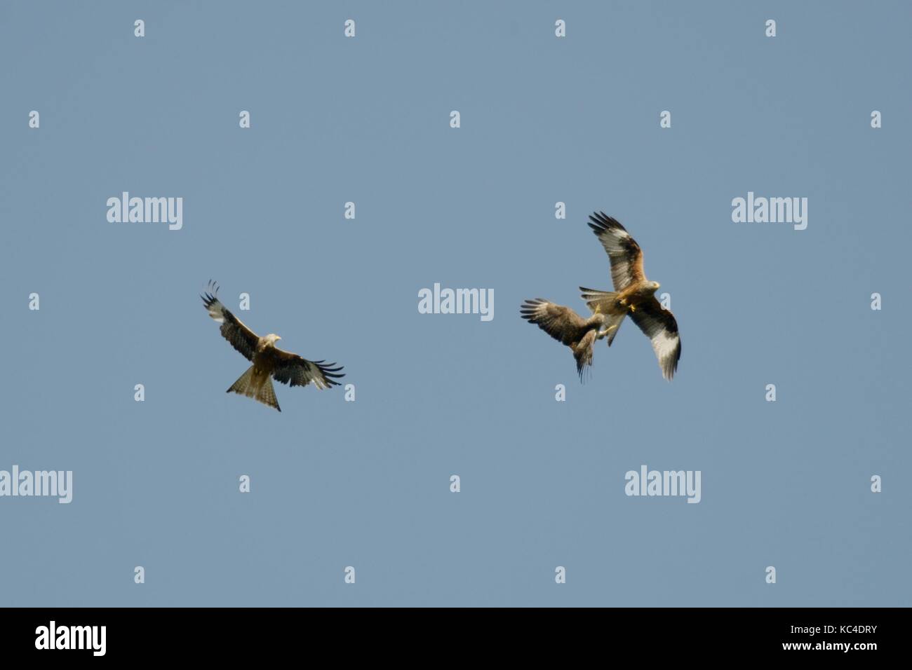 Buzzard, Buteo buteo en vol, altercation avec Red Kites, Milvus milvus, Pays de Galles, Royaume-Uni. Banque D'Images