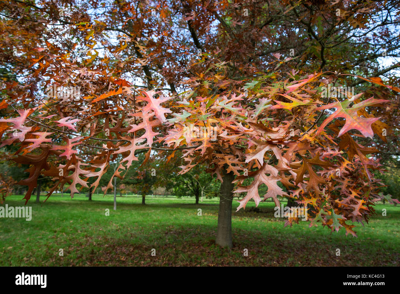 Windsor, Royaume-Uni. 2Nd oct, 2017. Un arbre de chêne rouge affiche les couleurs de l'automne dans la région de Windsor Great Park. crédit : mark kerrison/Alamy live news Banque D'Images