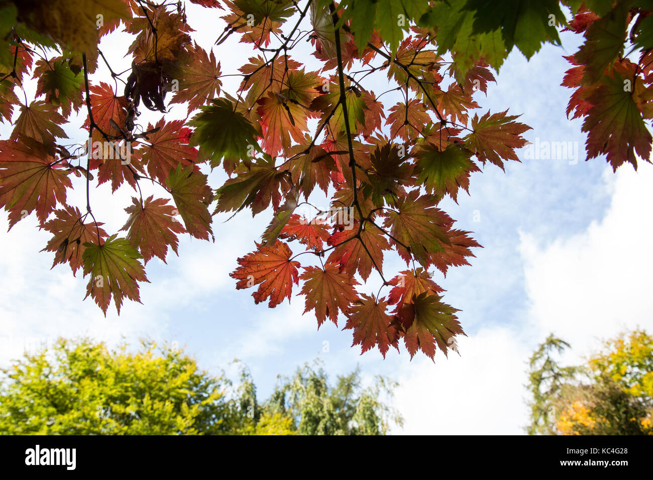 Windsor, Royaume-Uni. 2Nd oct, 2017. Acer japonicum o isami affiche des couleurs d'automne dans la région de Windsor Great Park. crédit : mark kerrison/Alamy live news Banque D'Images