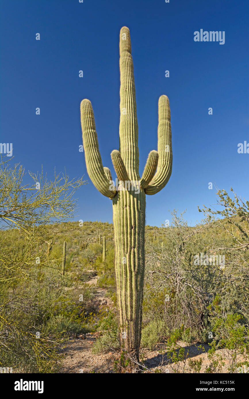 Classic saguaro cactus dans le tuyau d'orgue monument national en Arizona Banque D'Images