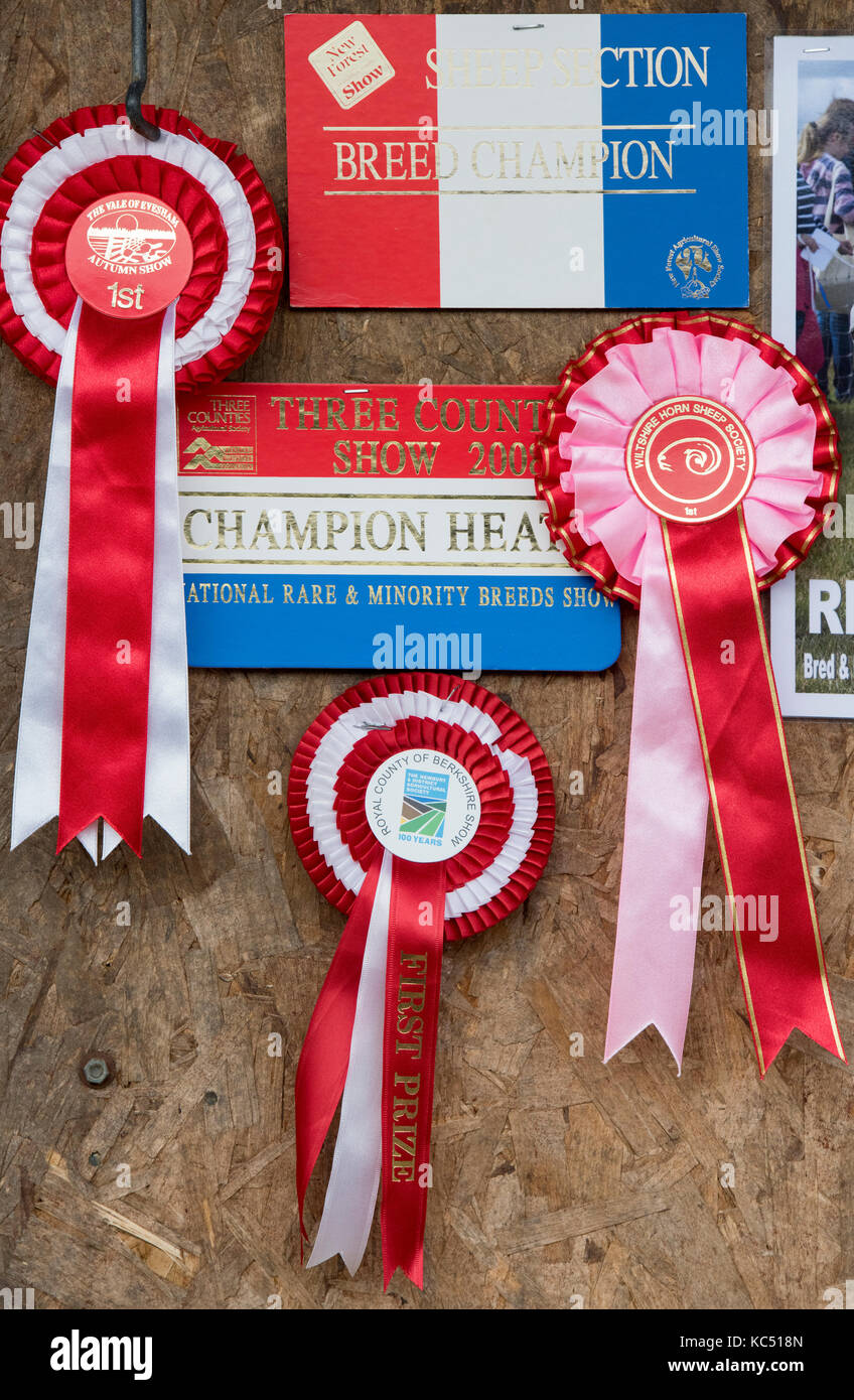 Rosettes mouton gagnante au Malvern autumn show, Worcestershire, Royaume-Uni Banque D'Images