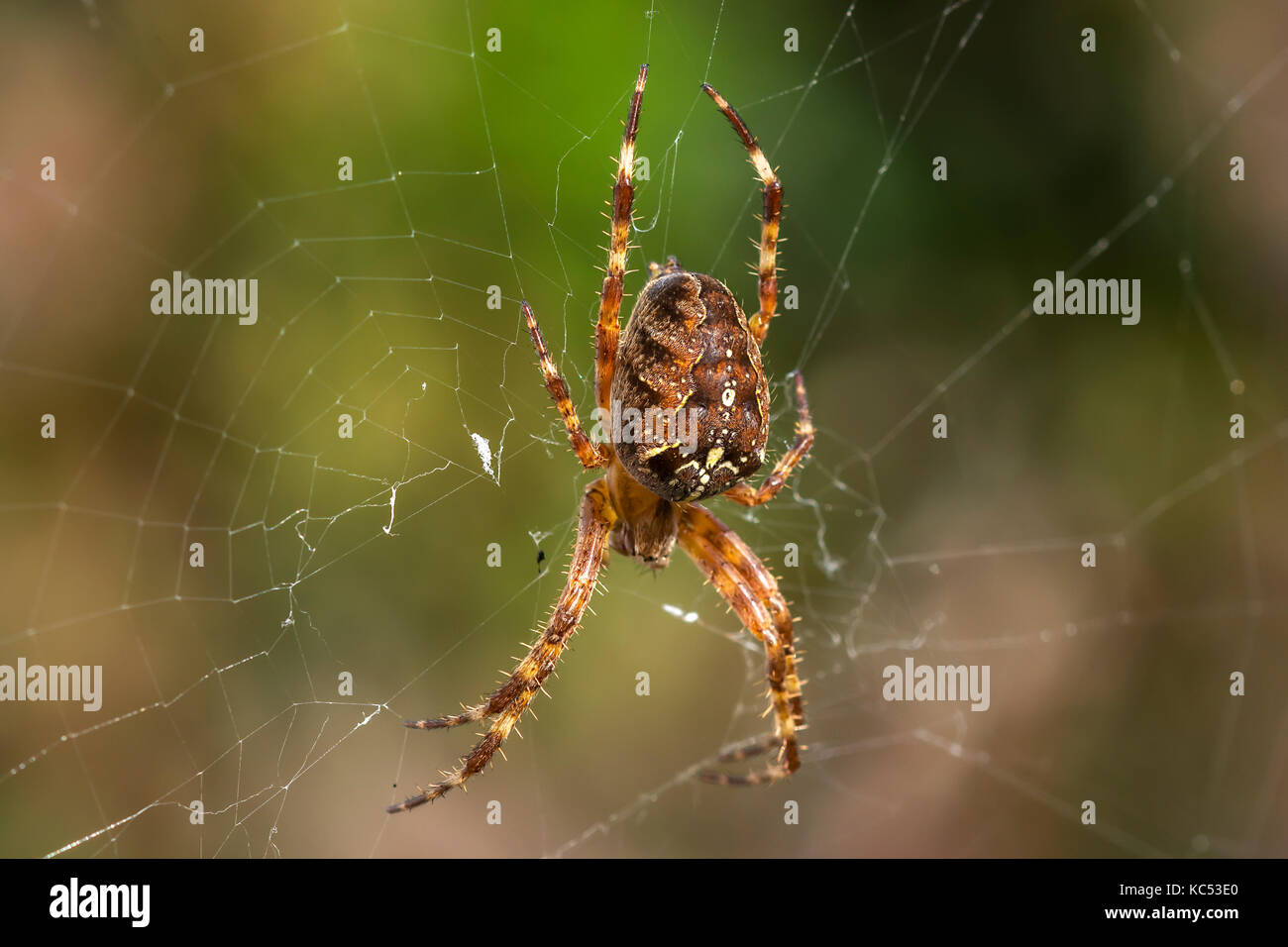 Jardin araignée européenne (Araneus diadematus) se cache dans la toile d'araignée, Bavière, Allemagne Banque D'Images