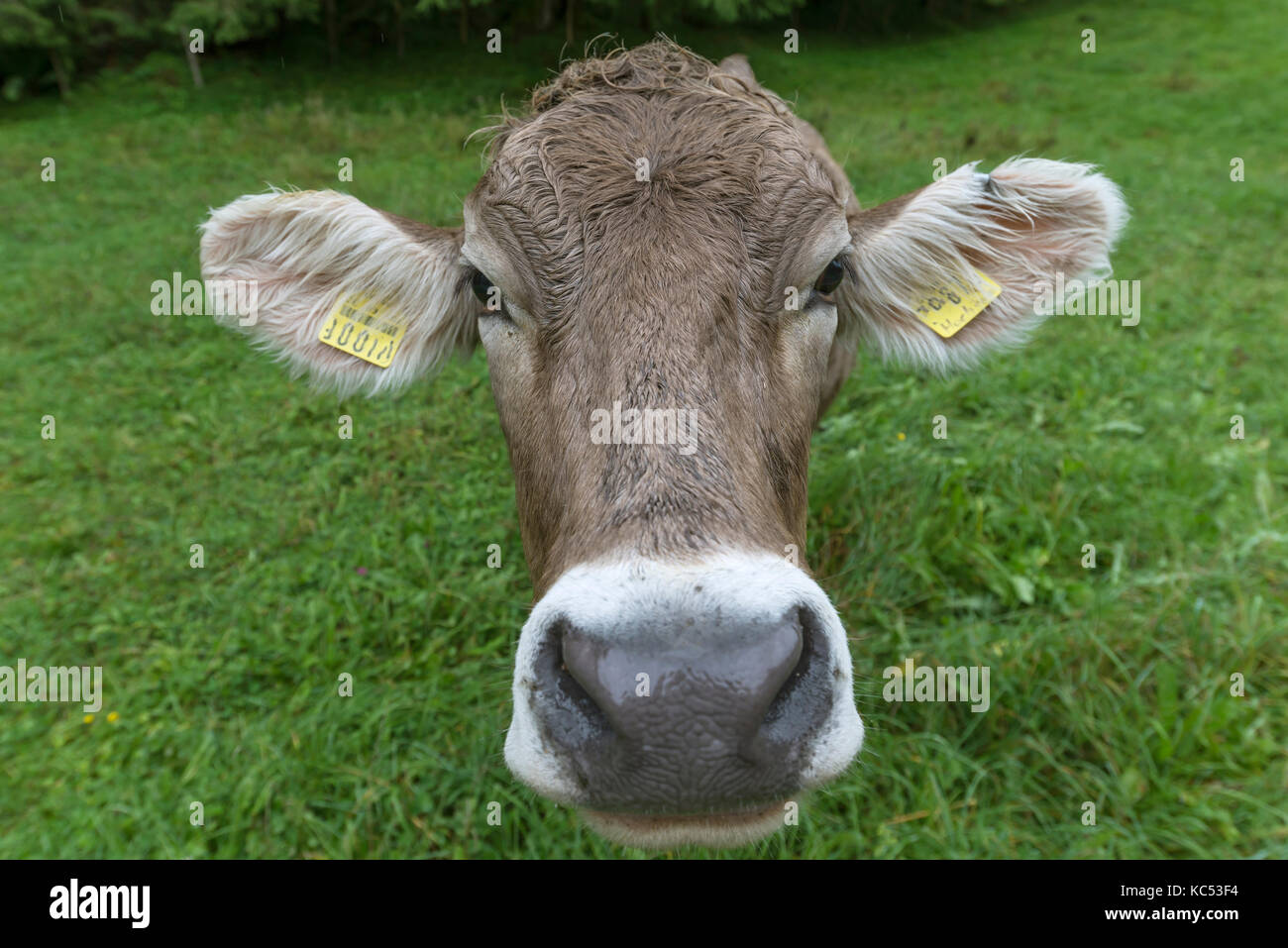 Vache dans un pâturage Allgaeu, Portrait, Bad Hindelang, Allgäu, Bavière, Allemagne Banque D'Images