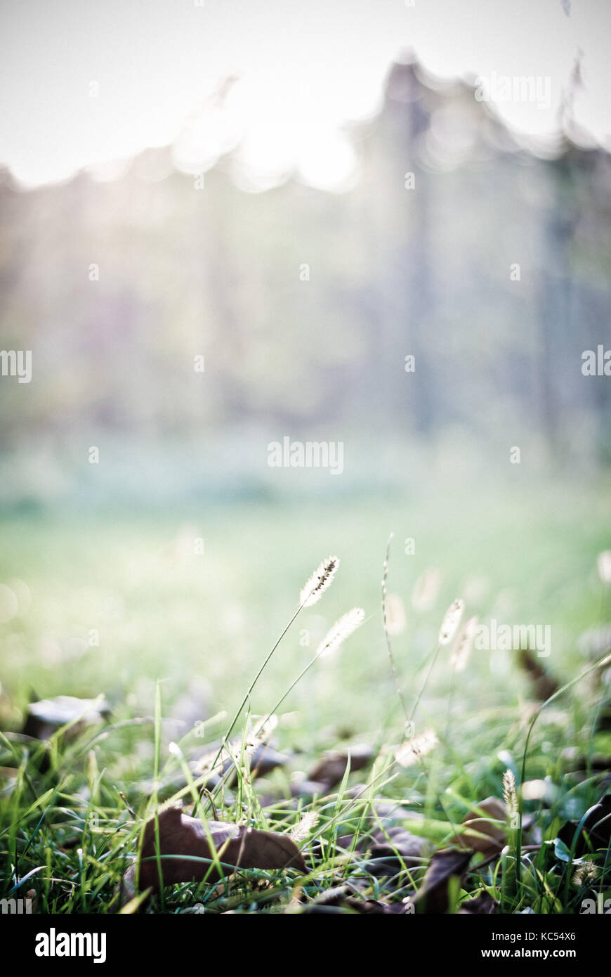 L'herbe verte avec la lumière du soleil dans l'arrière-plan, match d'hiver Banque D'Images