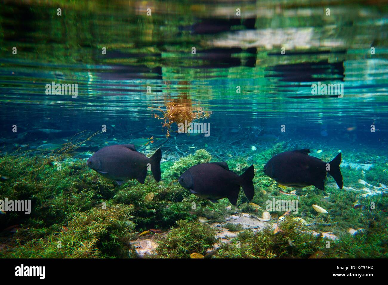 Sspi (Piaractus mesopotamicus) dans l'eau claire de la rivière, le rio da Prata, Matto Grosso do Sul, Brésil Banque D'Images