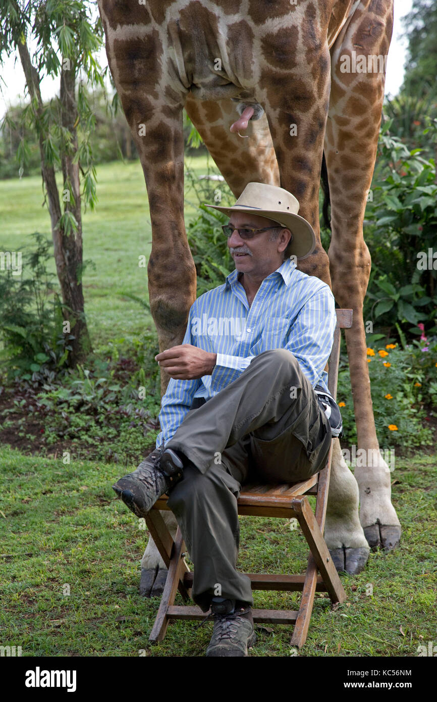 Le port touristique hat pose assis sur une chaise en face d'eric une personne-friendly girafe à elsamere kenya naivasha Banque D'Images
