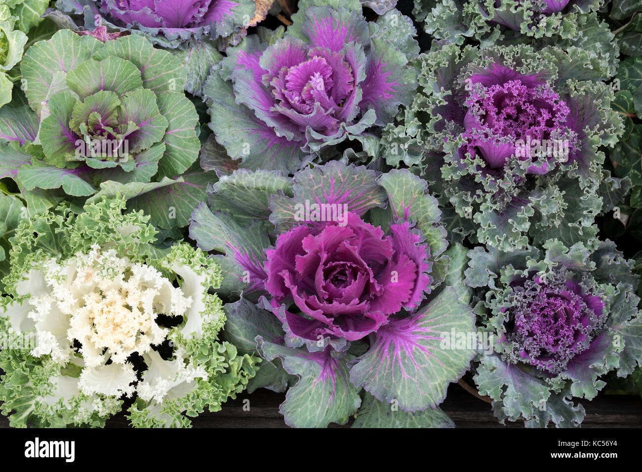 Brassica oleracea. Les choux d'ornement Banque D'Images