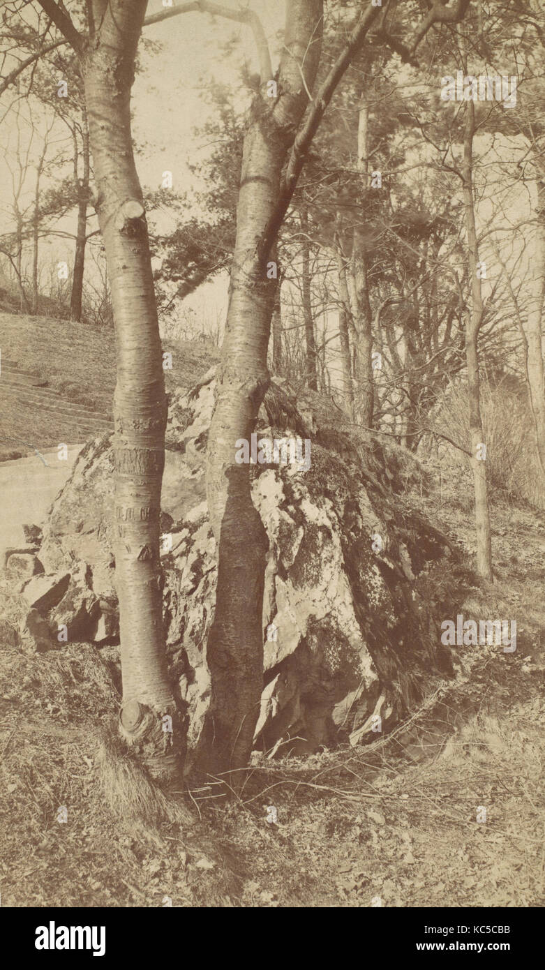 Étude de l'arbre, 1880-90, à l'albumine argentique, Photos, inconnu (American Banque D'Images